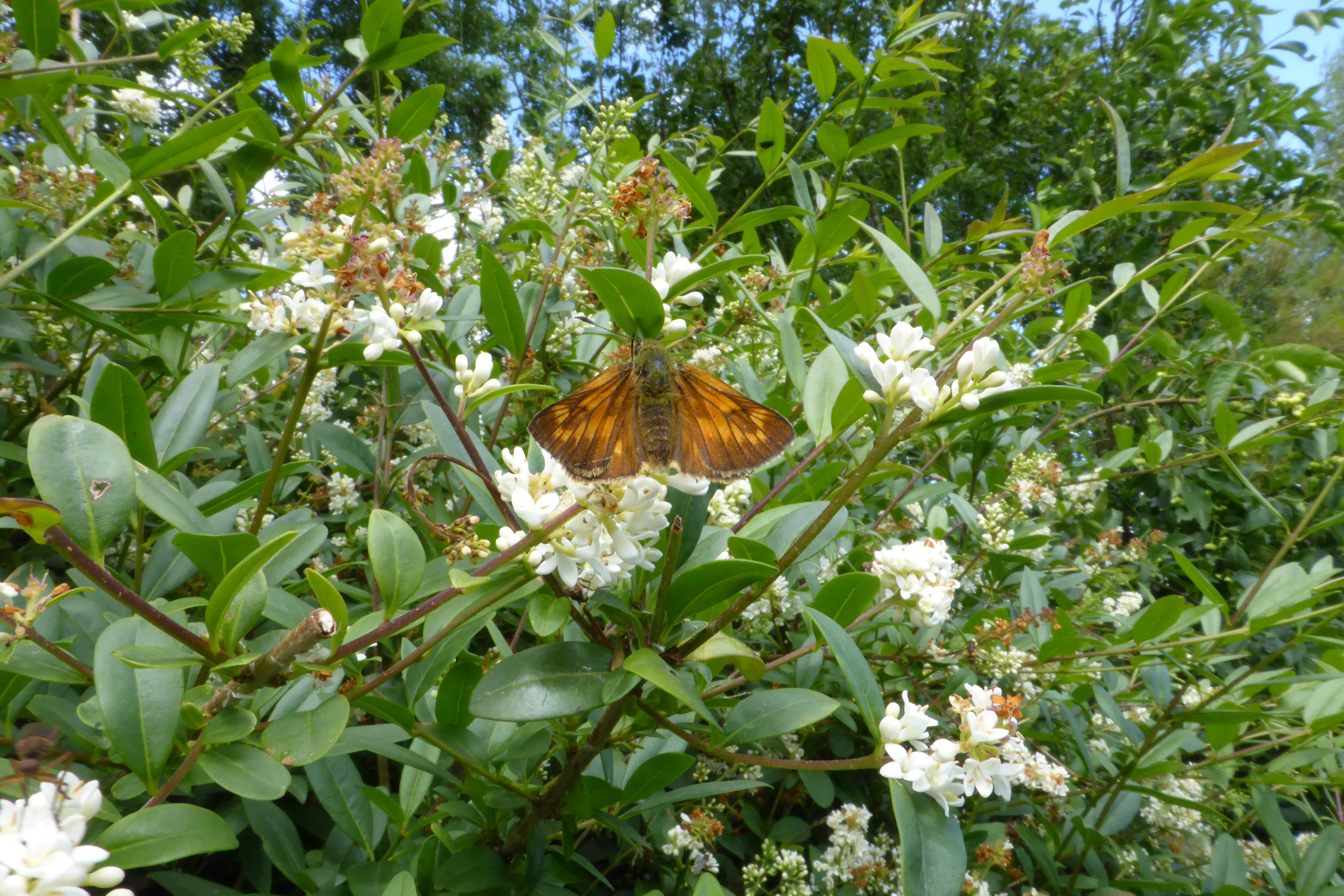 Large Skipper on wild privet