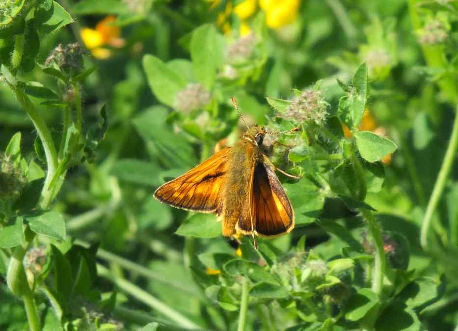 Large Skipper