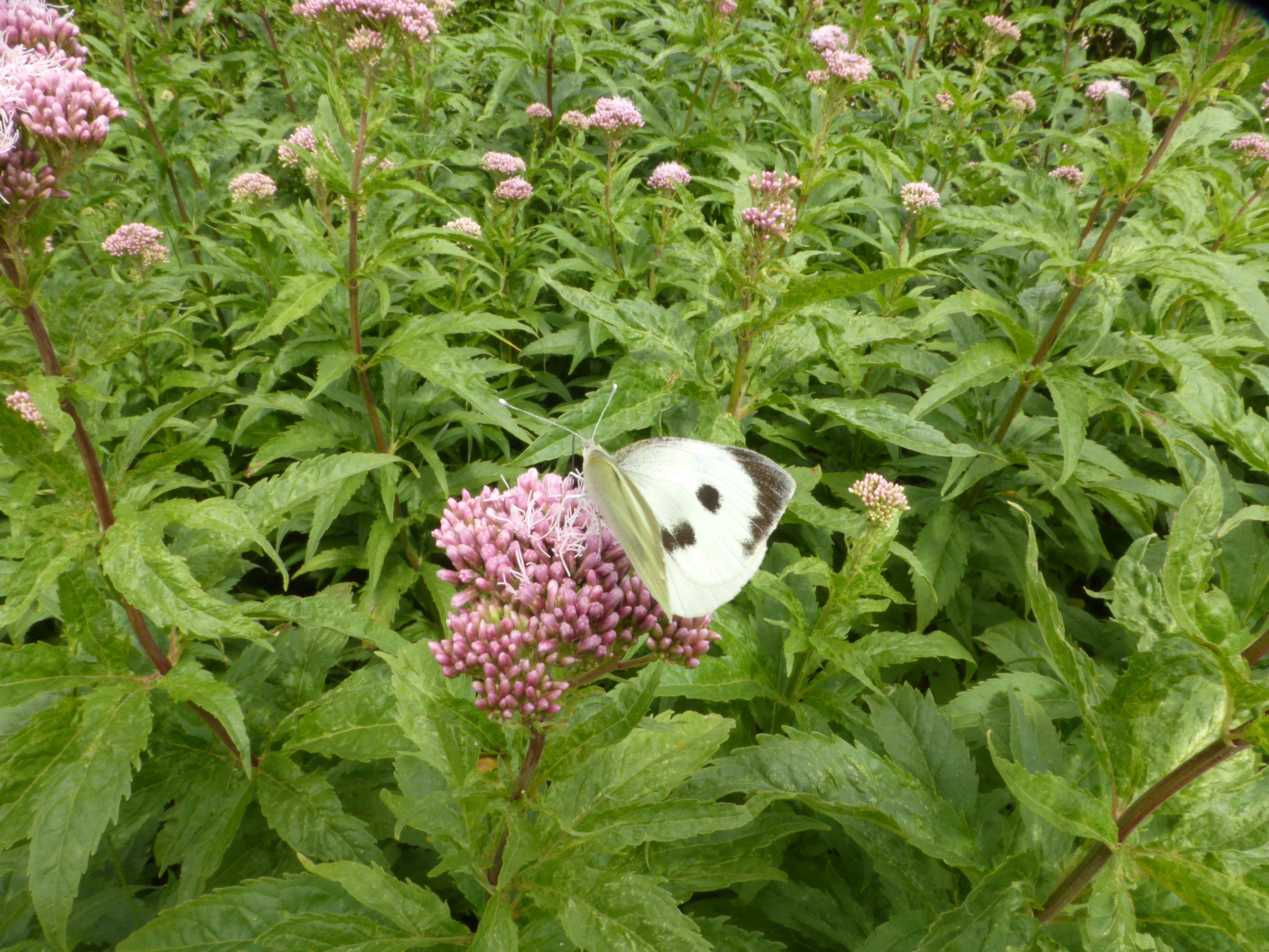 The female has additional black spotting, absent in the male