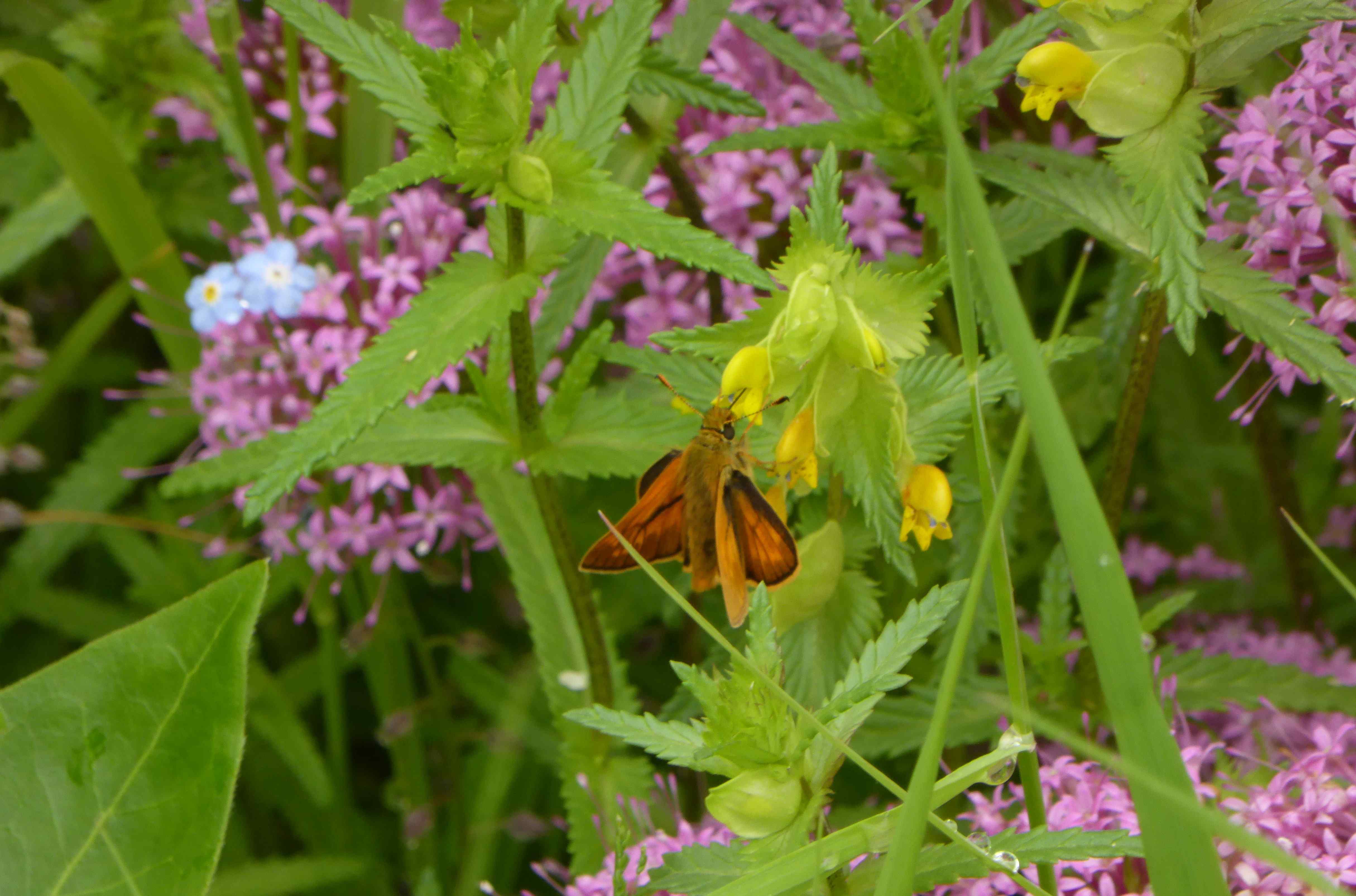 Male Large Skipper