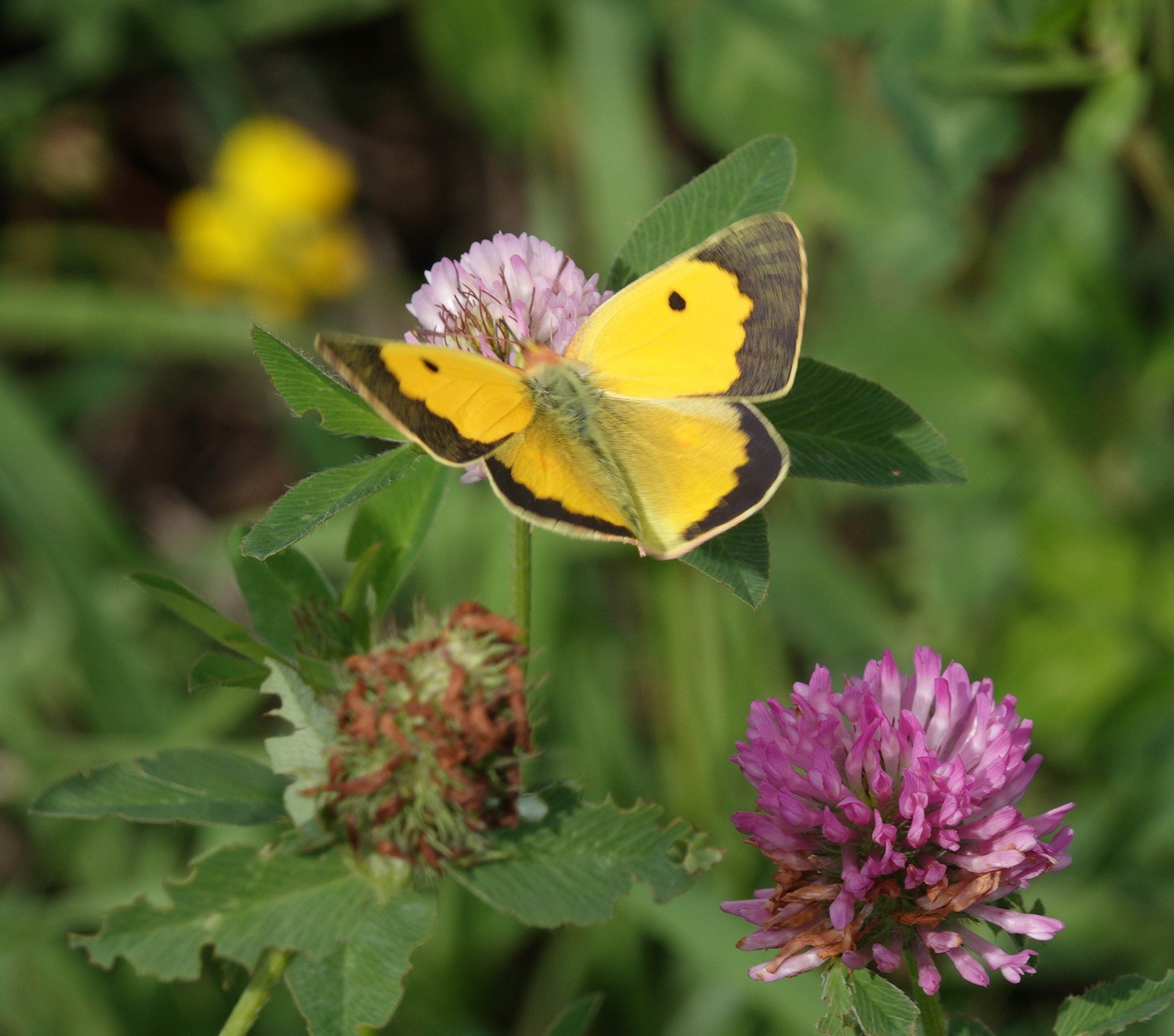 Male showing his upperside as he takes off from the flower.