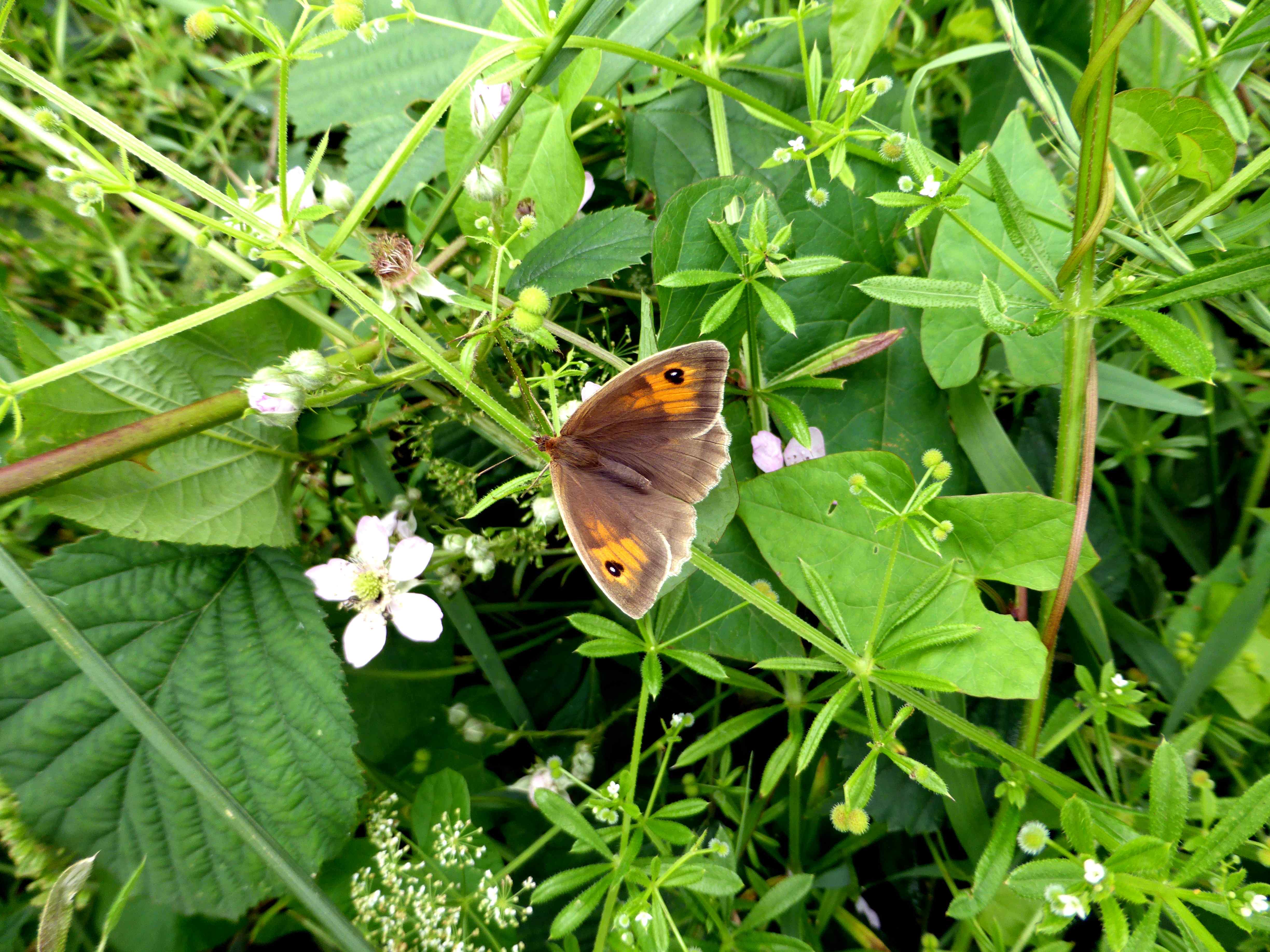 Female Meadow Brown