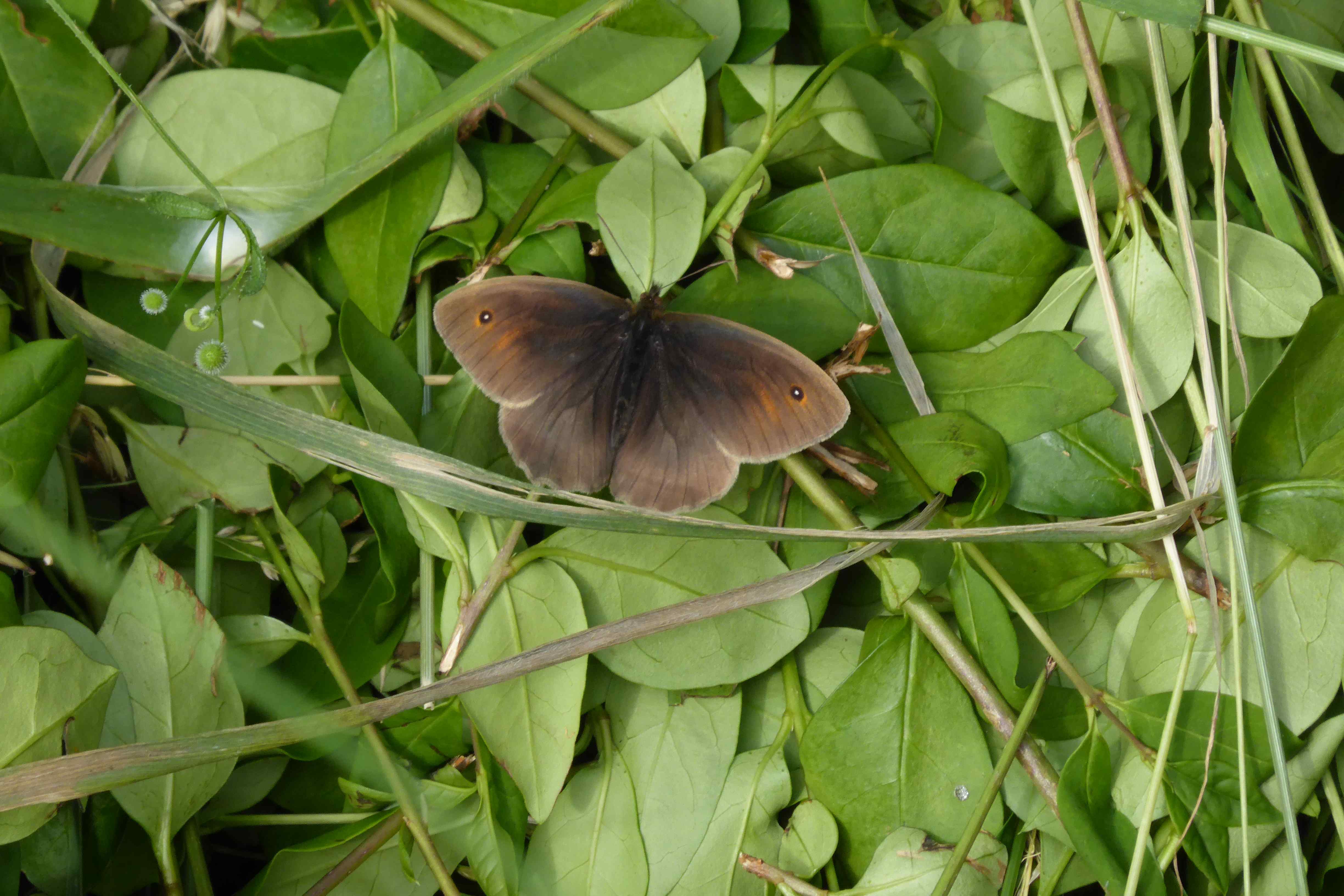 Male Meadow Brown