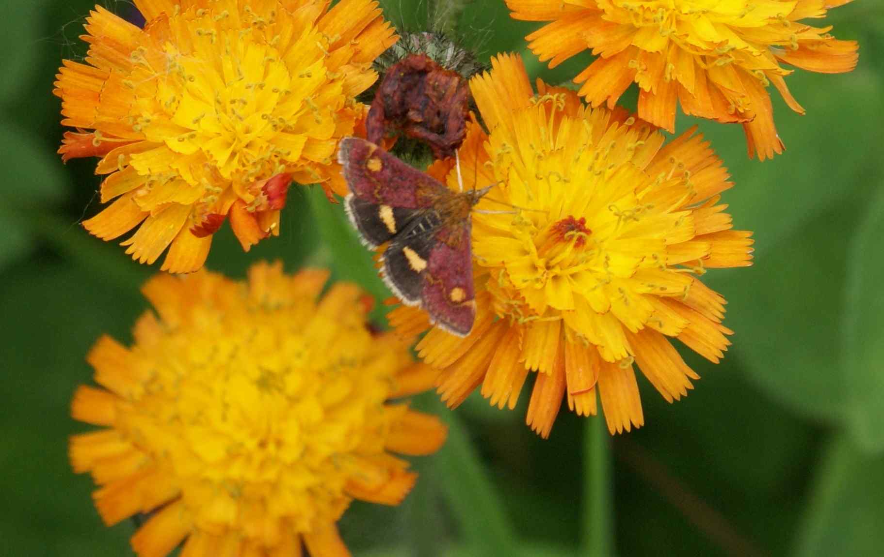 Mint moth
