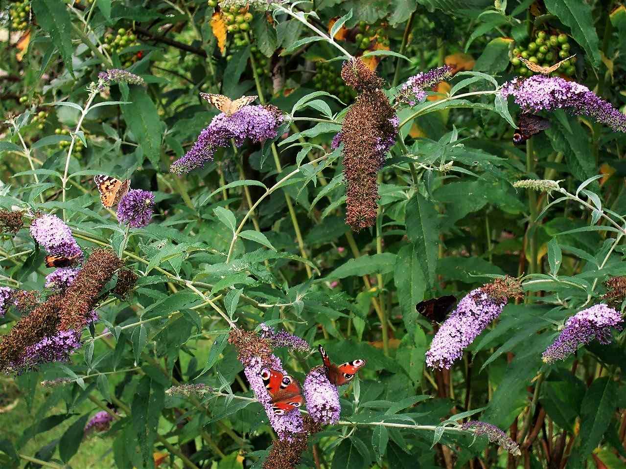 Nymphalids on buddleia