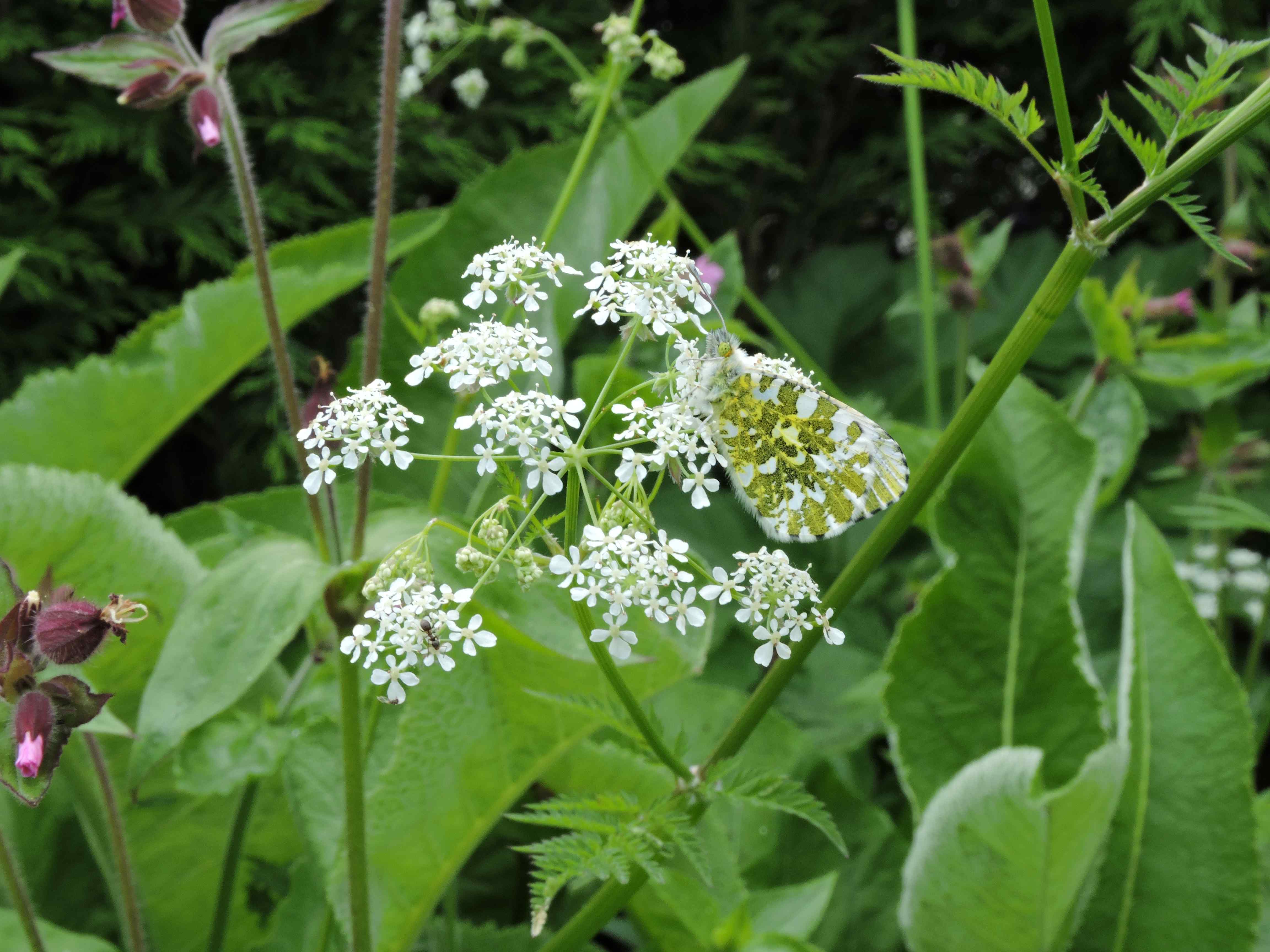 Camouflage at its best. When settled with wings tightly closed on umbellifers and the like, the Orange Tip blends in perfectly with the background.