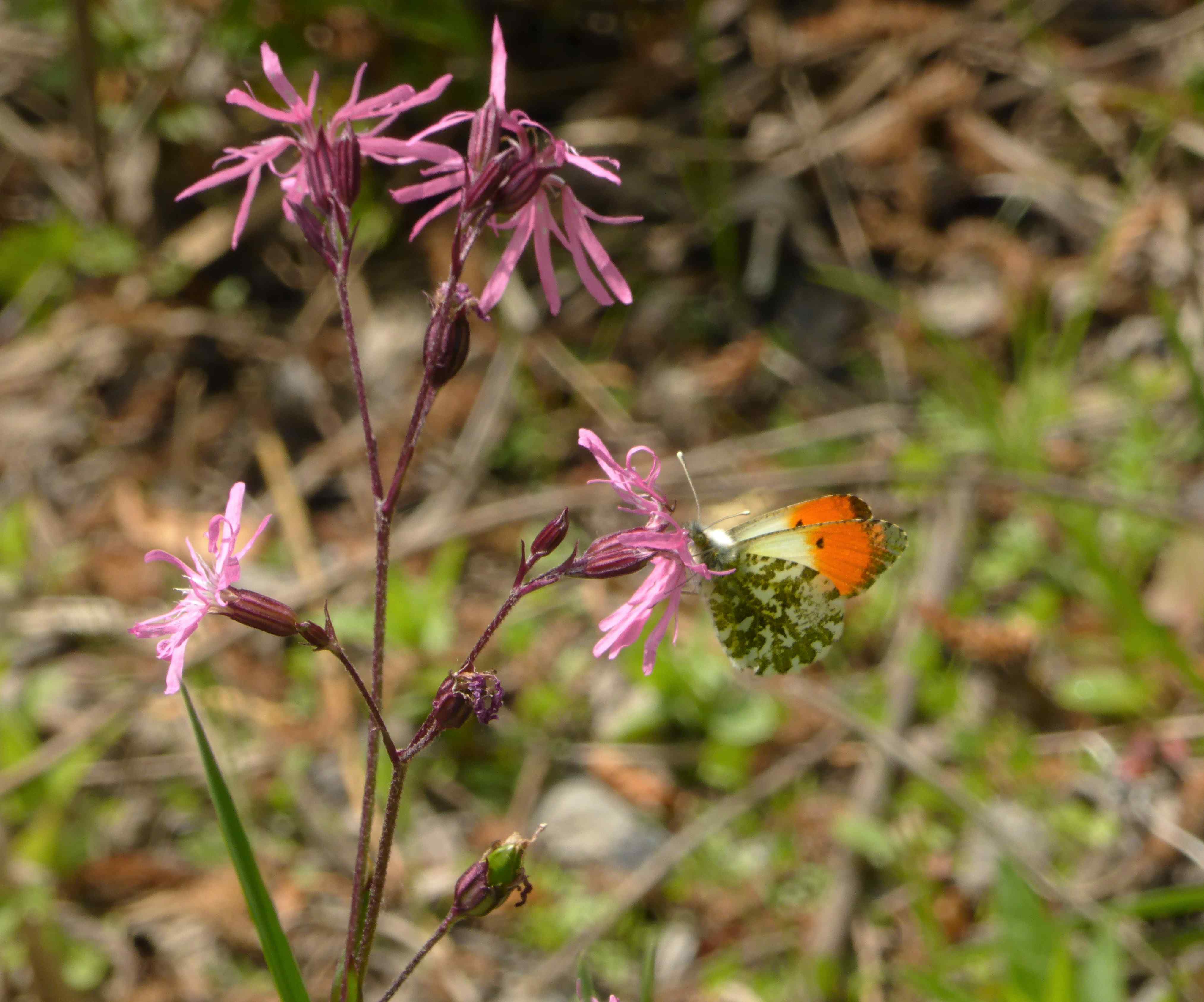 Orange Tip feeding on ragged Robin