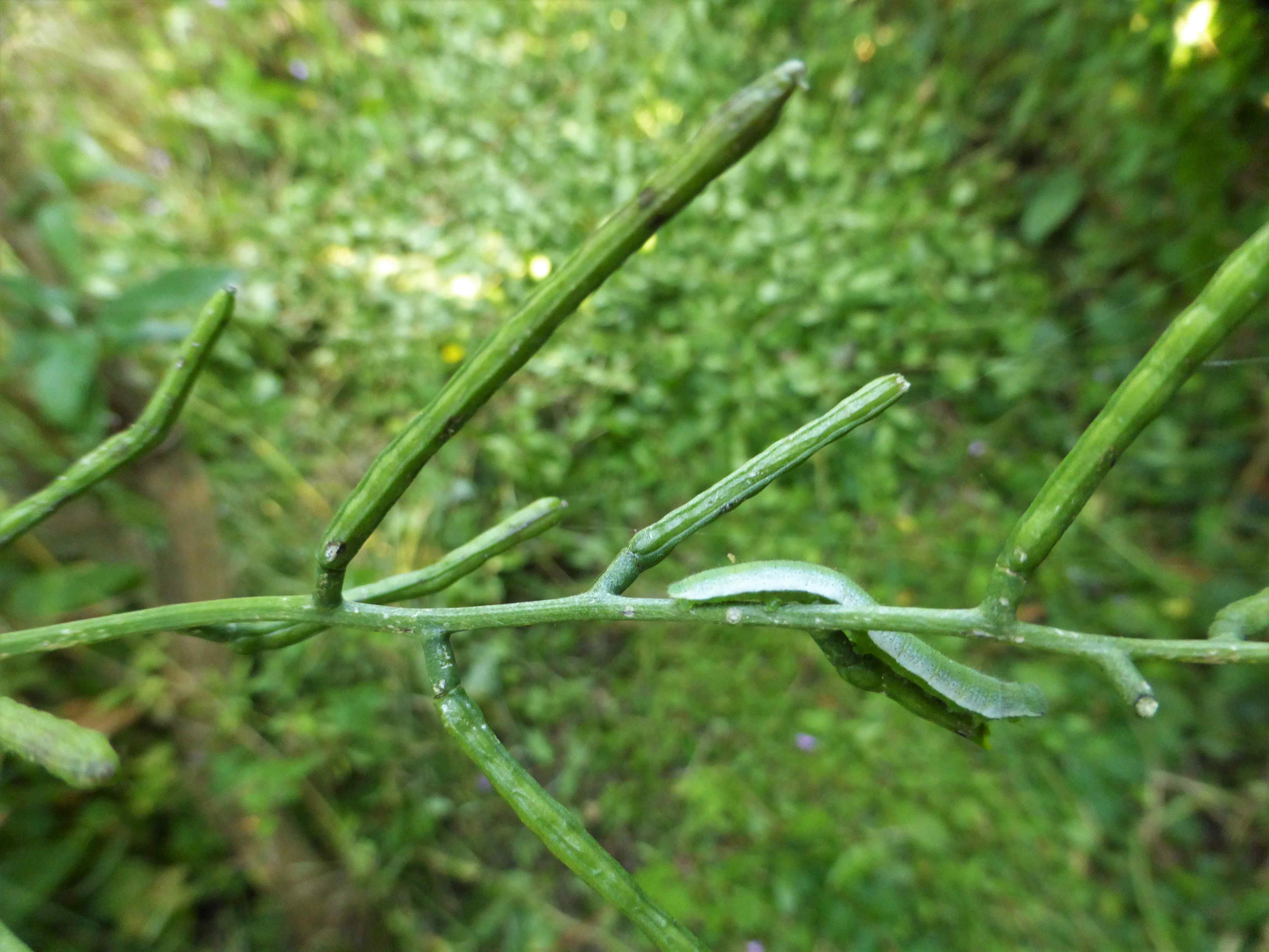 The larvae of the Orange Tip are equally well camouflaged , resembling seed pods of their larval foodplant, in this case dame's-violet. In ordinary gardens this and other plants would be cut back once the flowers had died. If we did that, we would lose the Orange Tips