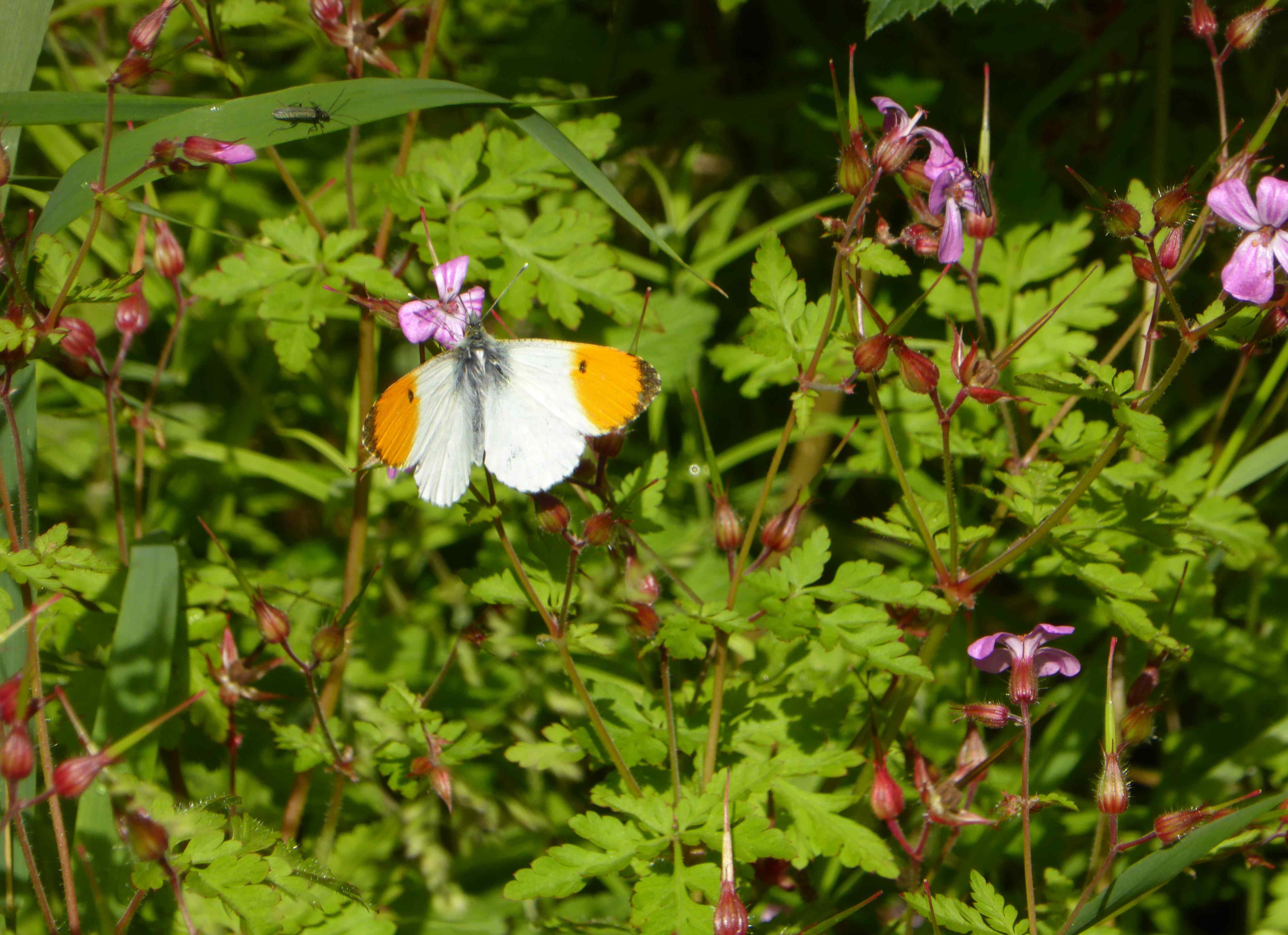 Male Orange Tip