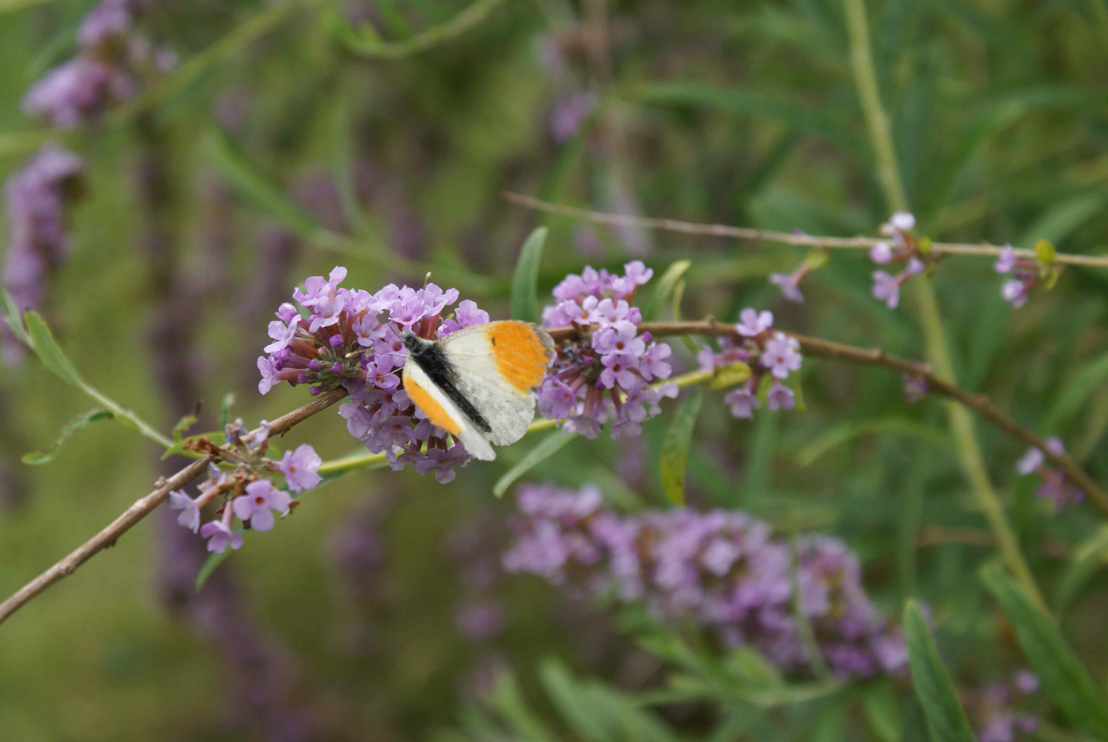 Flowering earlier in the year, b. alternifolia attracts the spring flying Orange Tip.