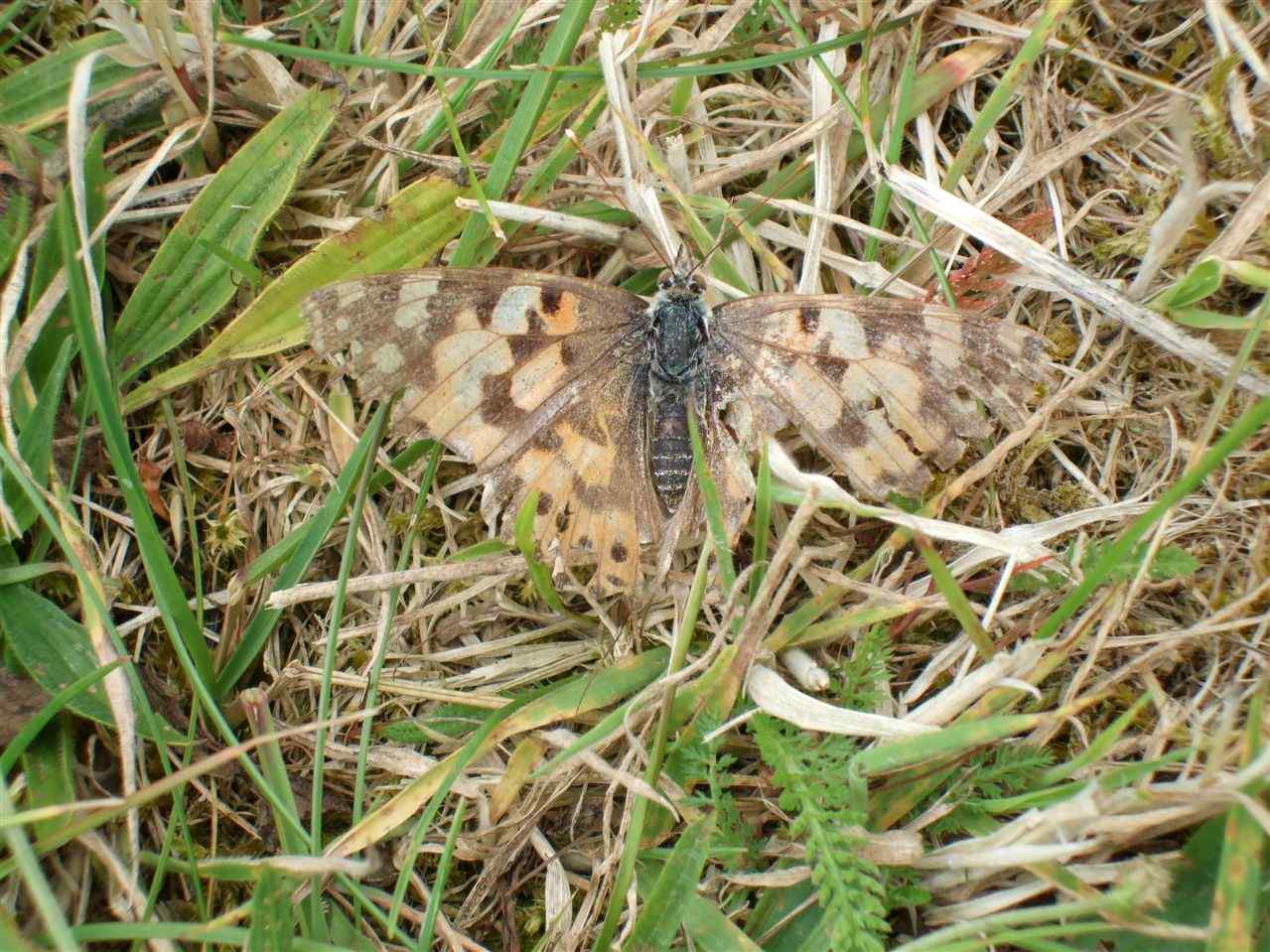 A very worn individual after its long migration from southern Europe or Northern Africa!