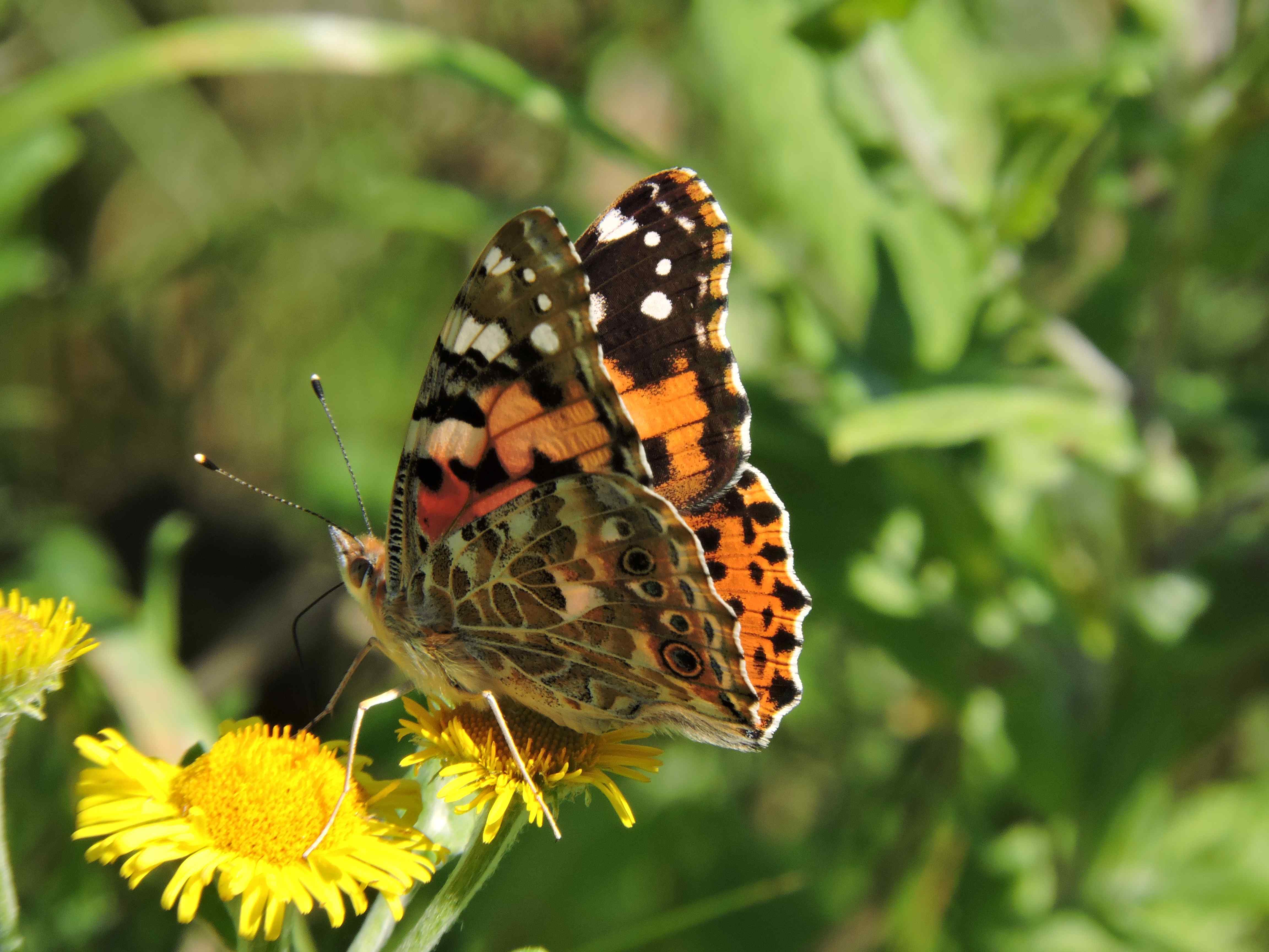 Painted Lady