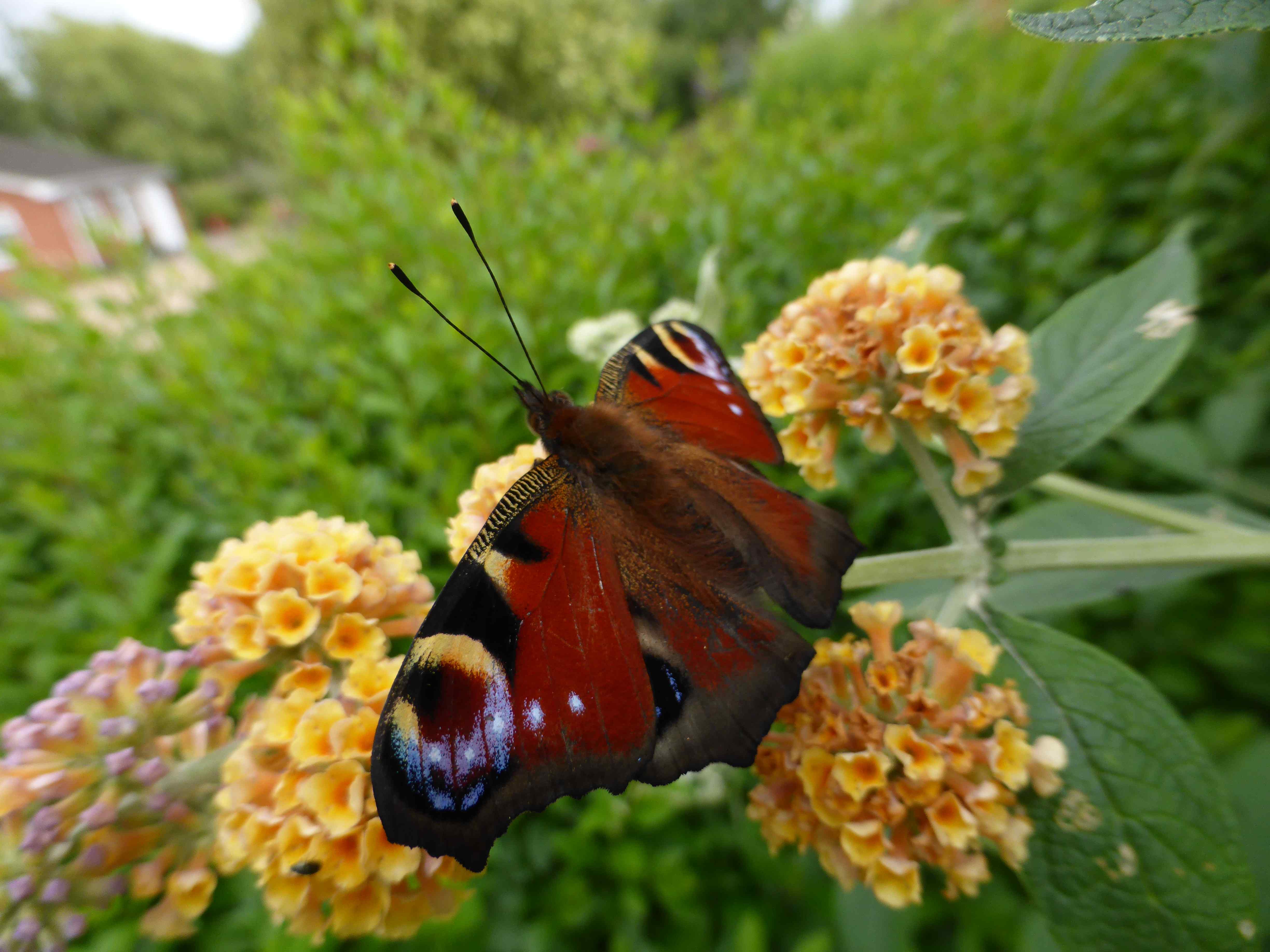 Globosa has been crossed with davidii to produce the yellow flowering b. weyeriana Golden Glow which continues to flower right into the first frosts. A Peacock is enjoying its nectar.