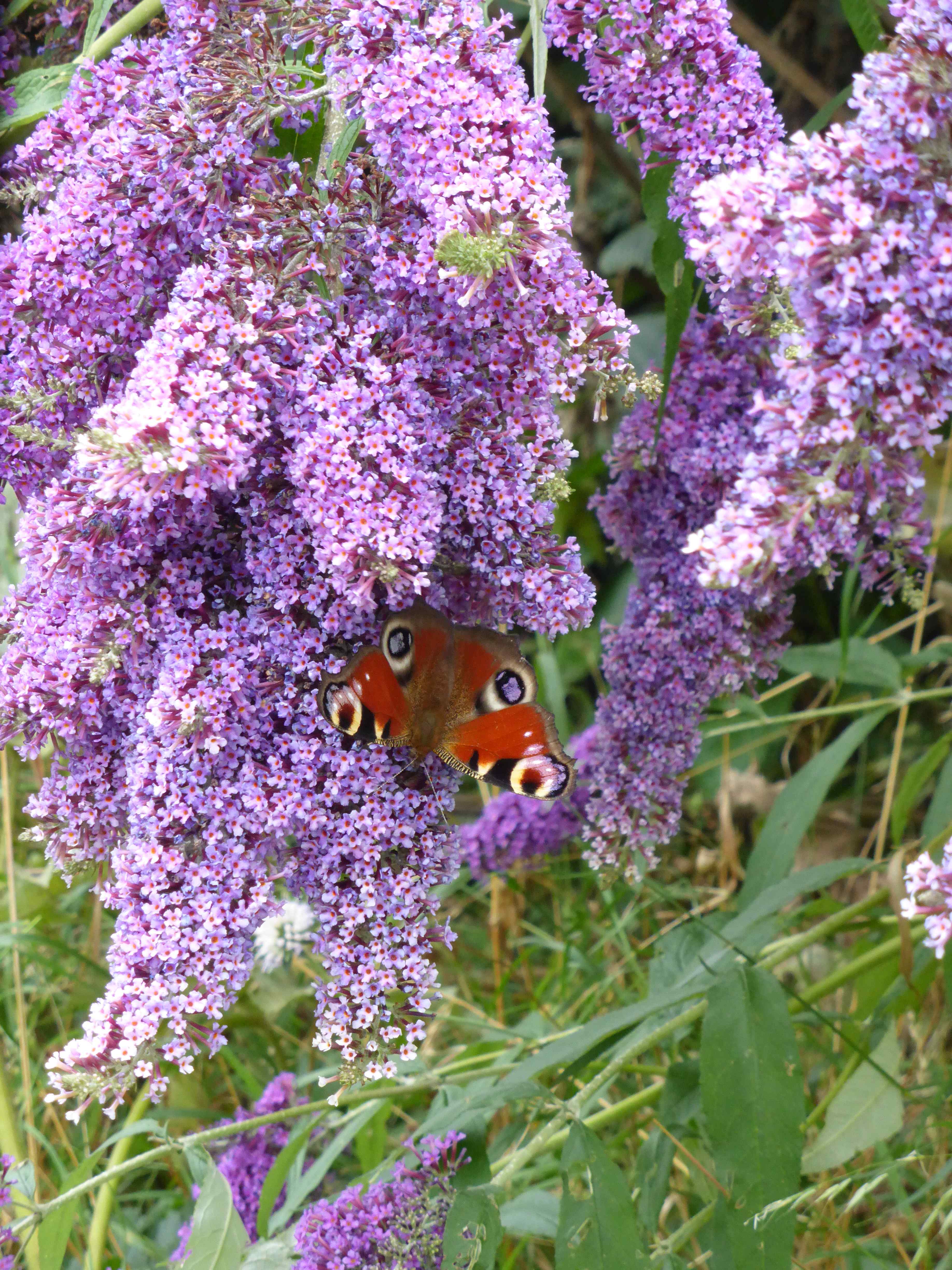 Peacock on the massive arching plumes of  b. Dartmoor