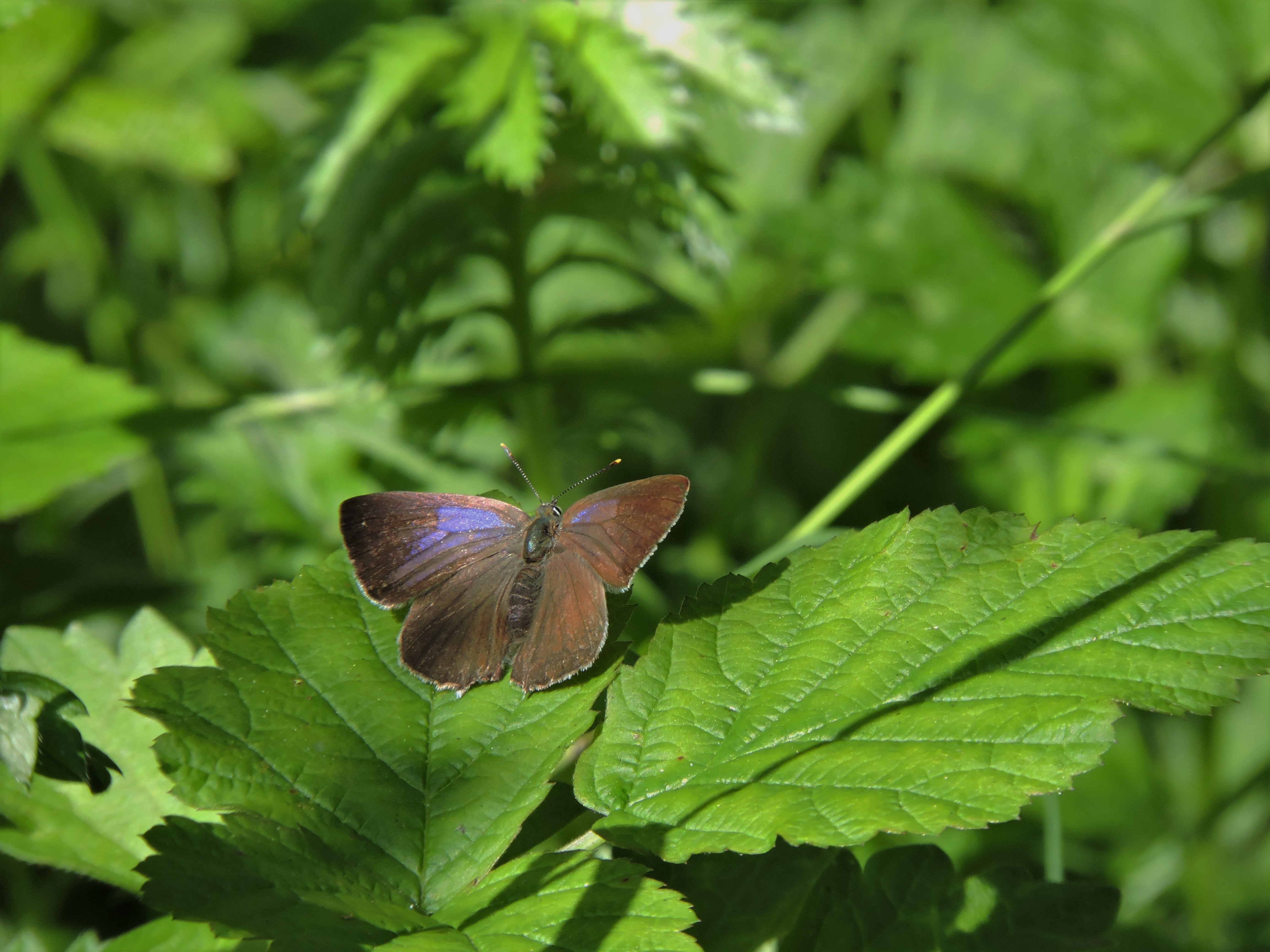 Purple Hairstreak female
