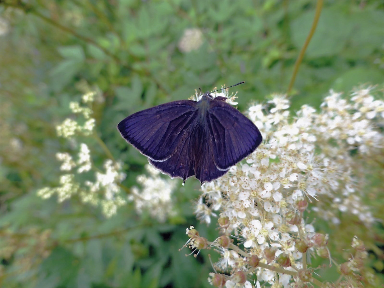 Purple Hairstreak male