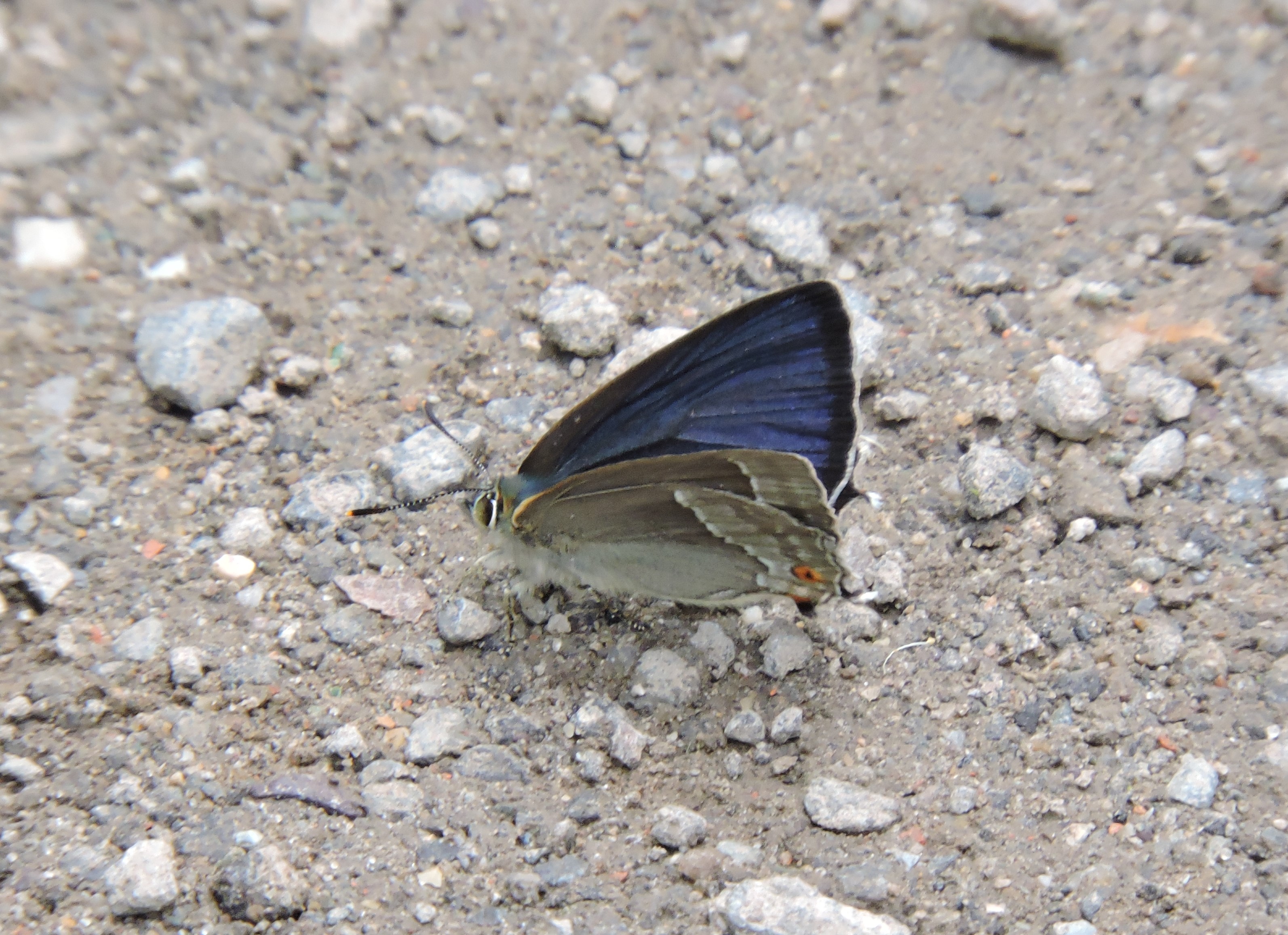 Hairstreaks