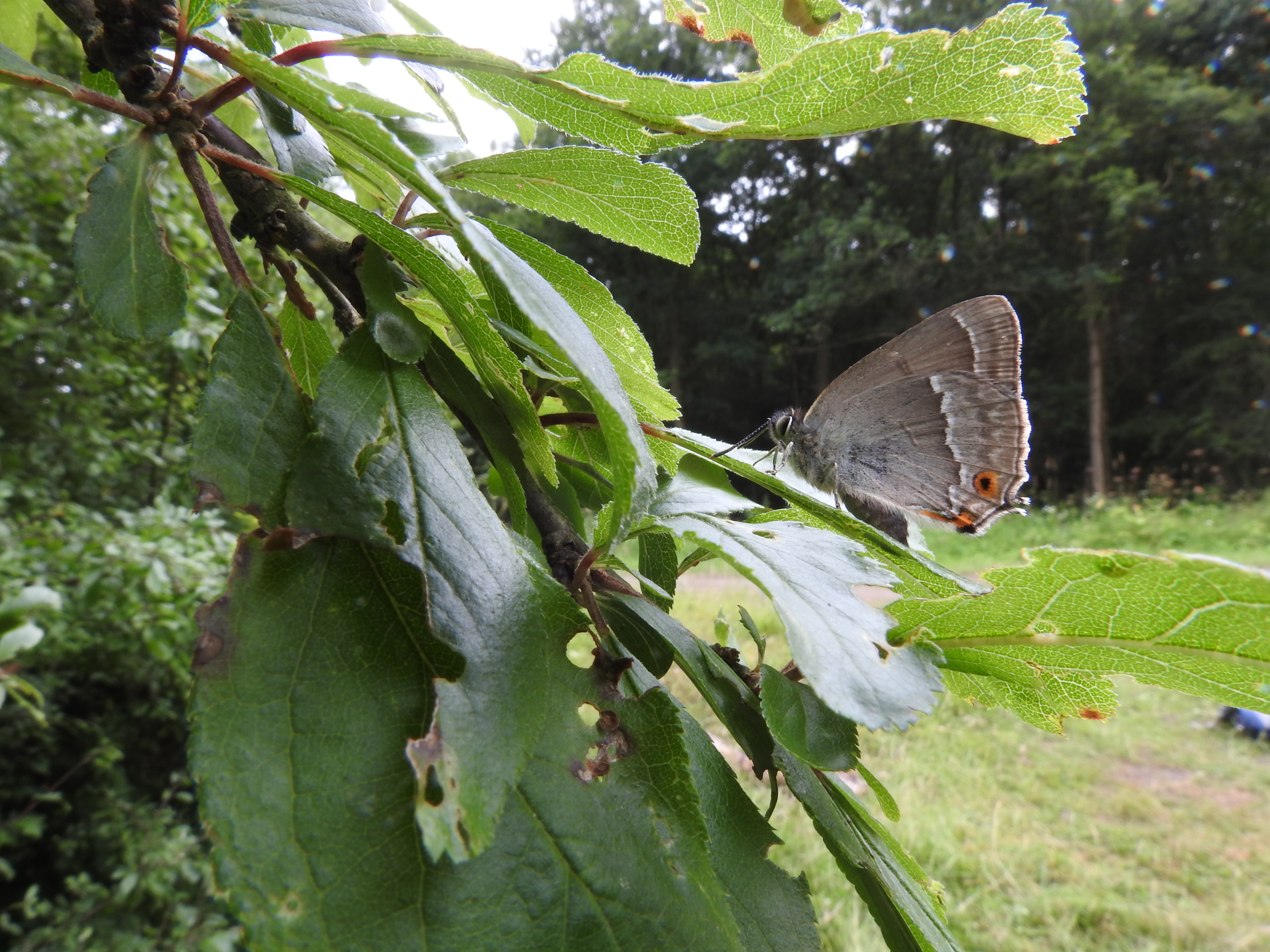 Purple Hairstreak underside
