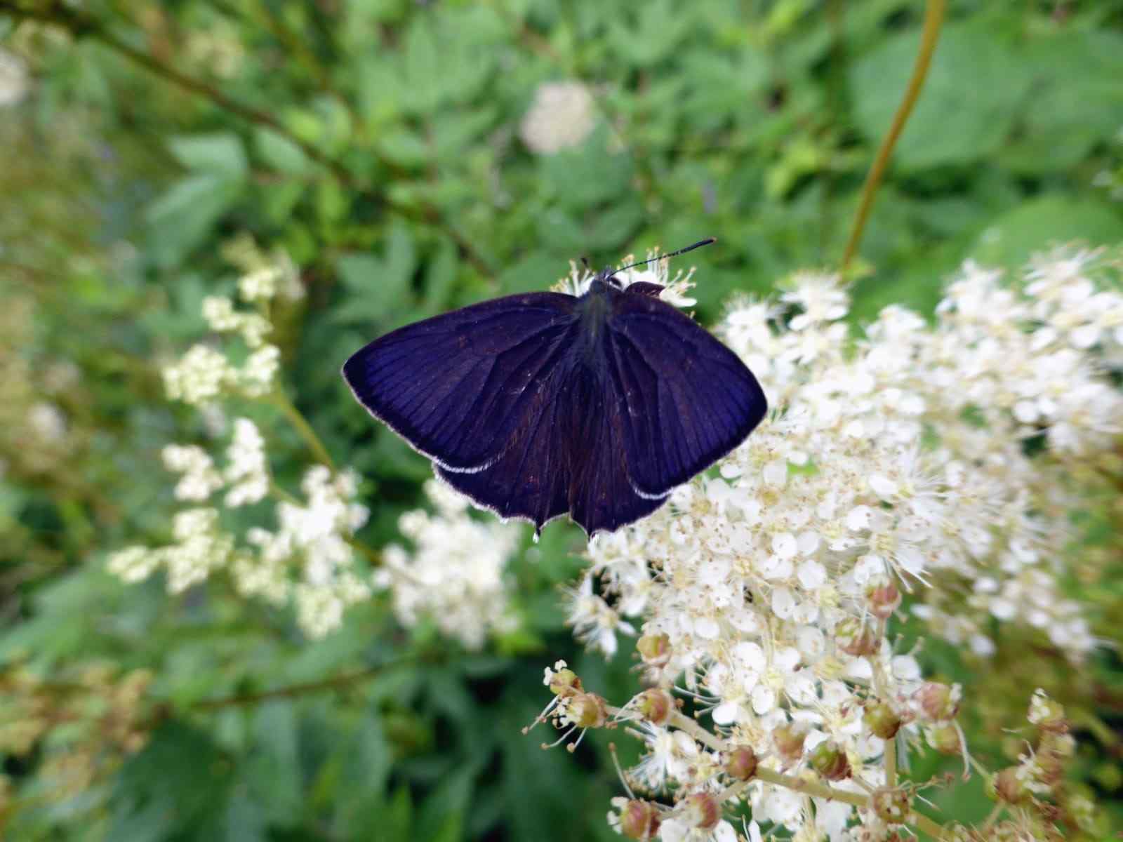 Purple Hairstreak