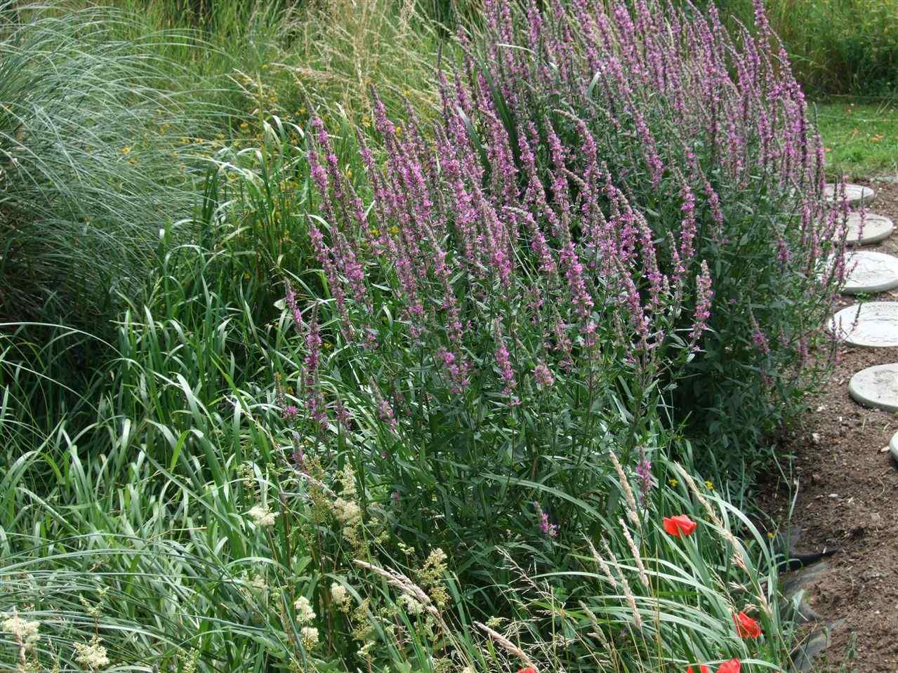 Purple Loosestrife