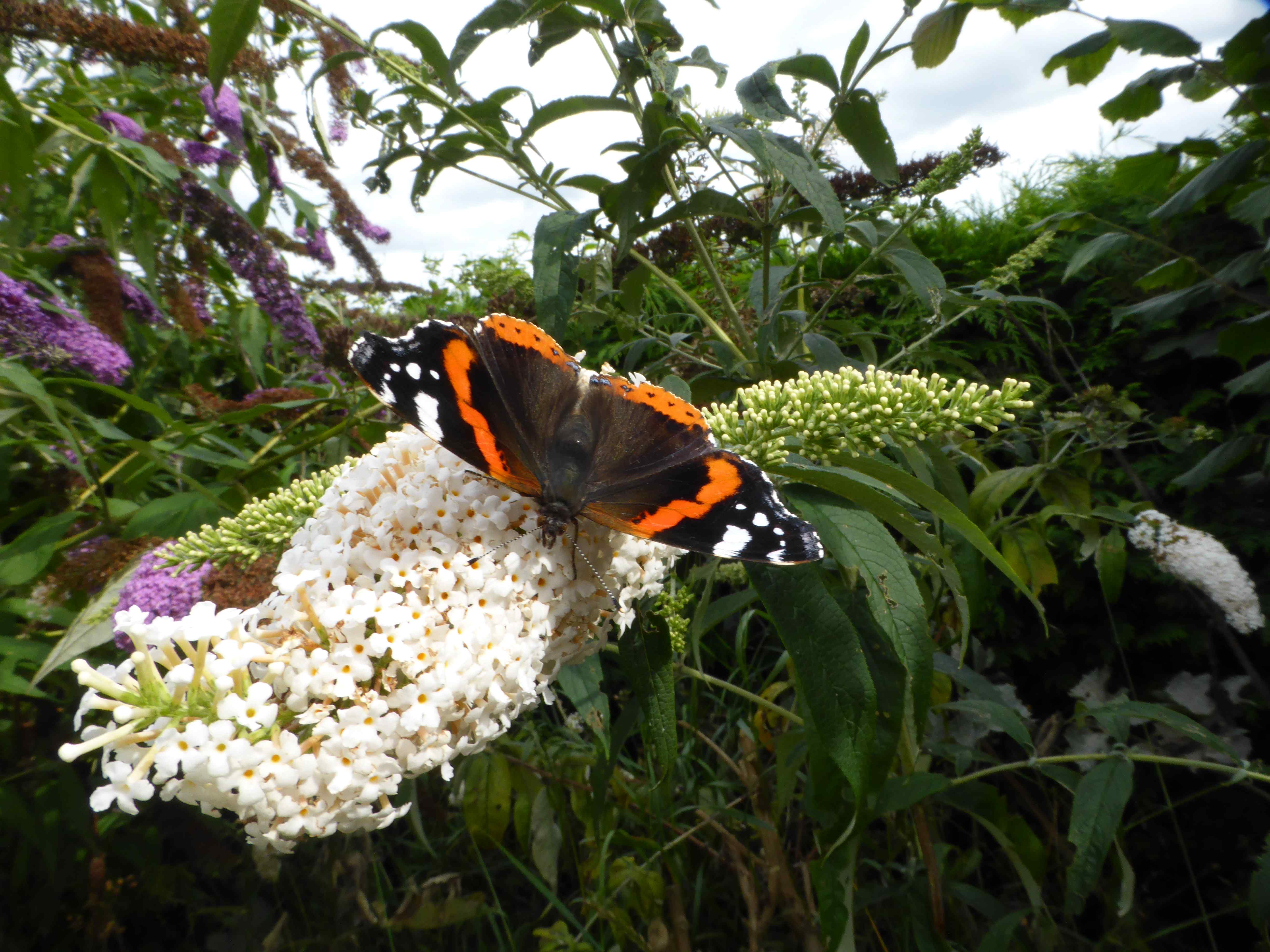 Red Admiral