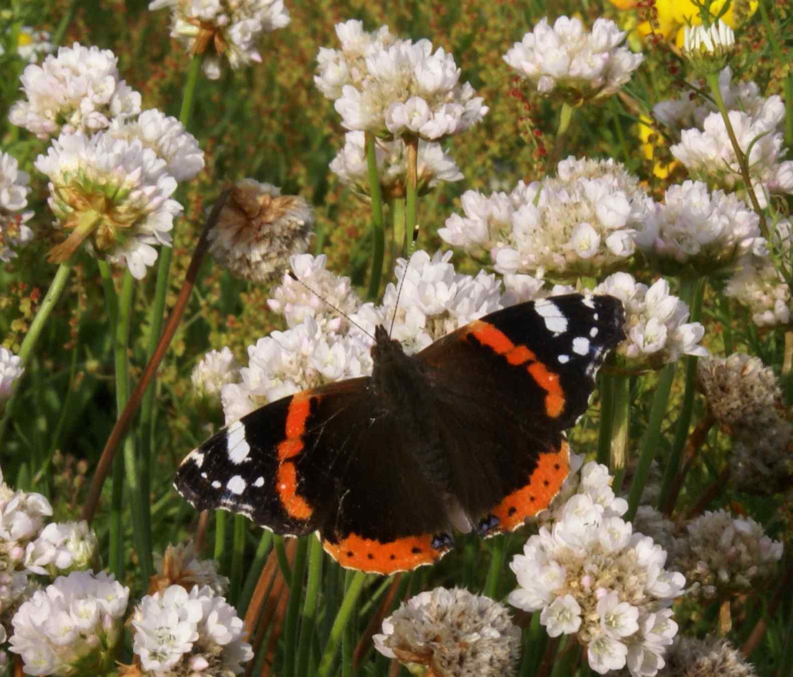 Red Admiral