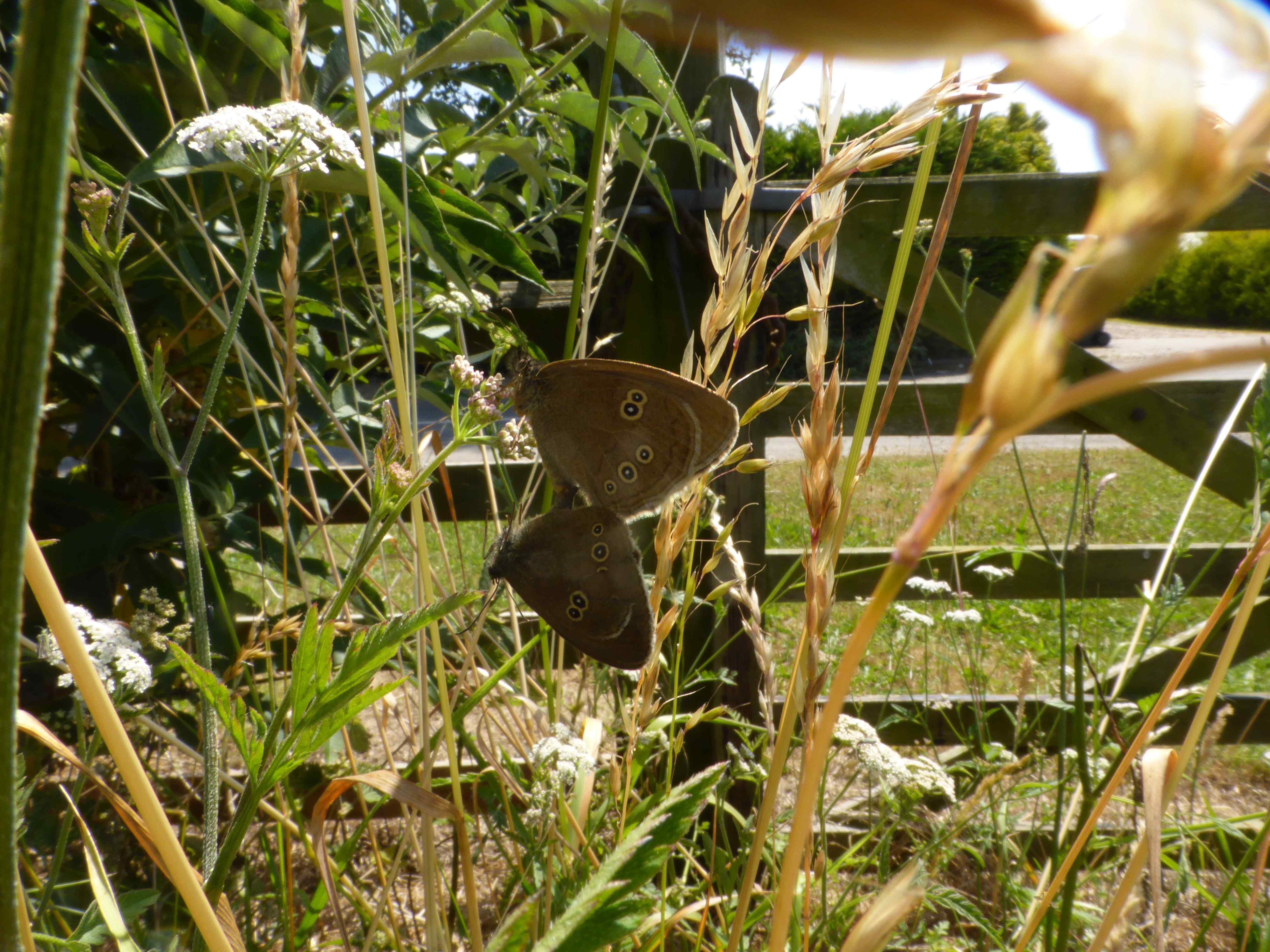 Underside of Ringlet