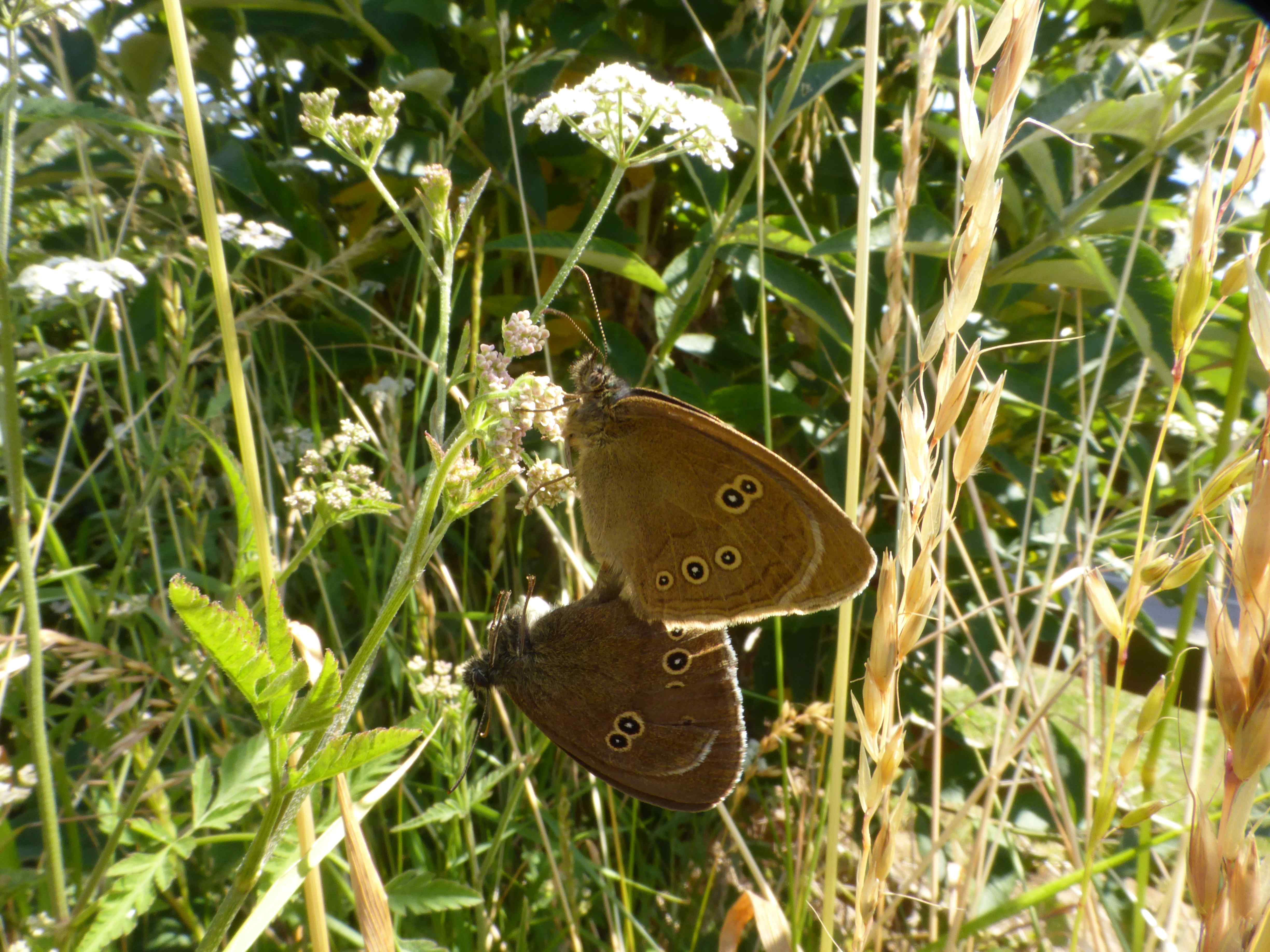 Ringlet