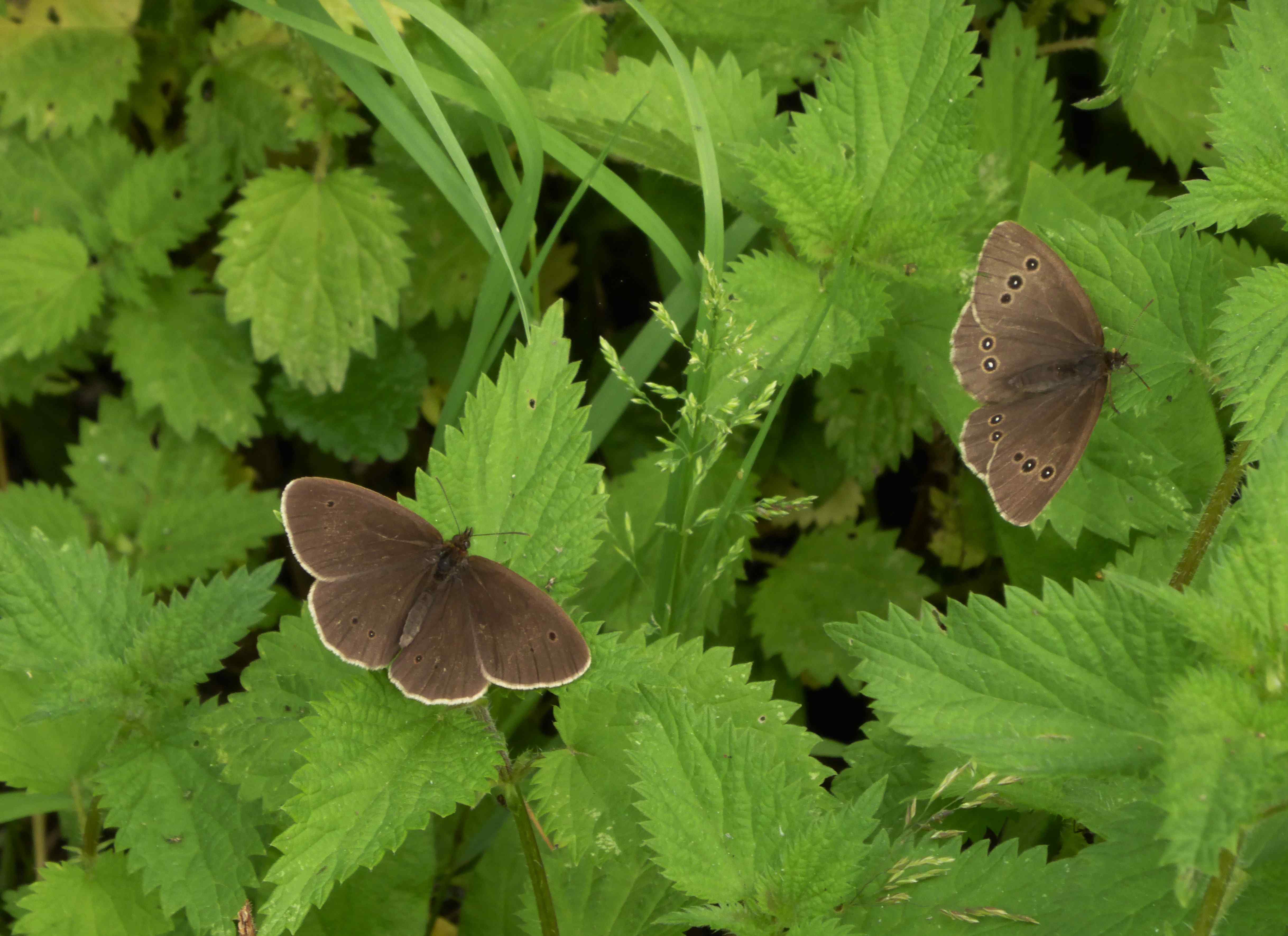 Male and female Ringlet