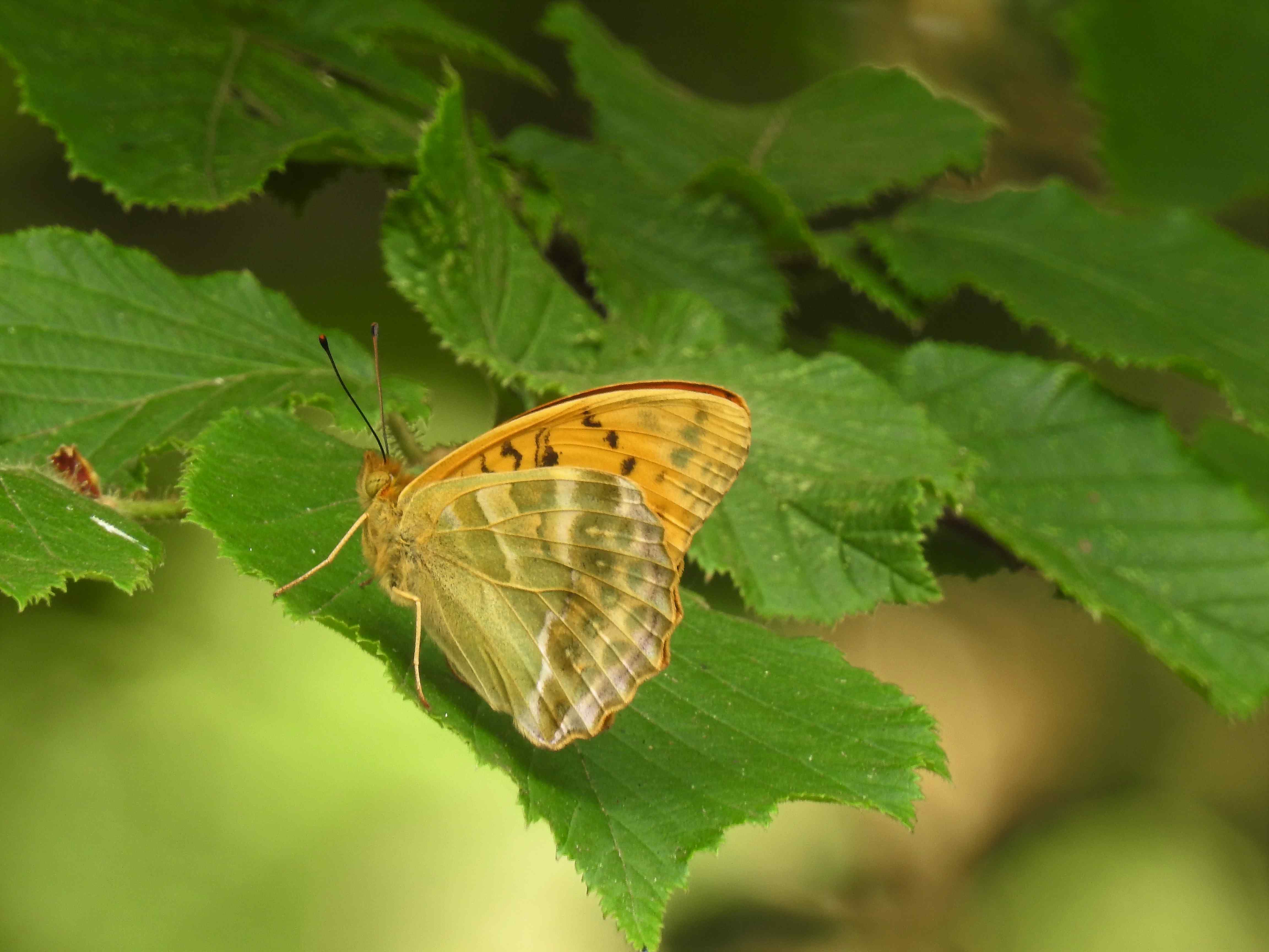 Silver-washed Fritillary