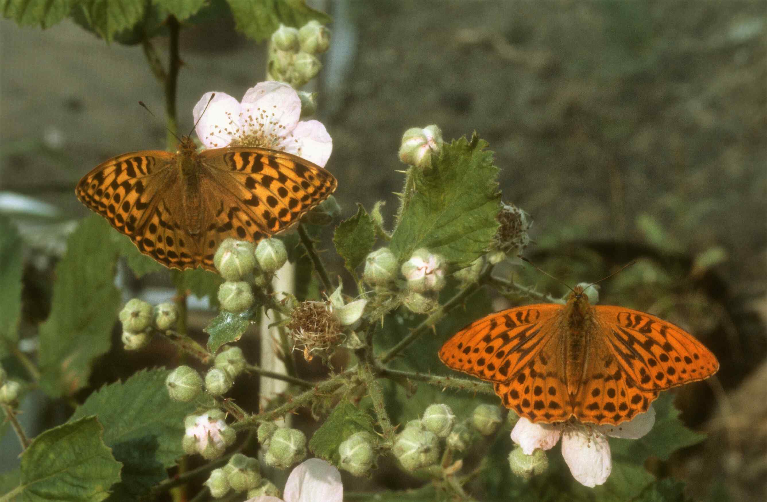 Male and female side by side, the brighter coloured male on the right.