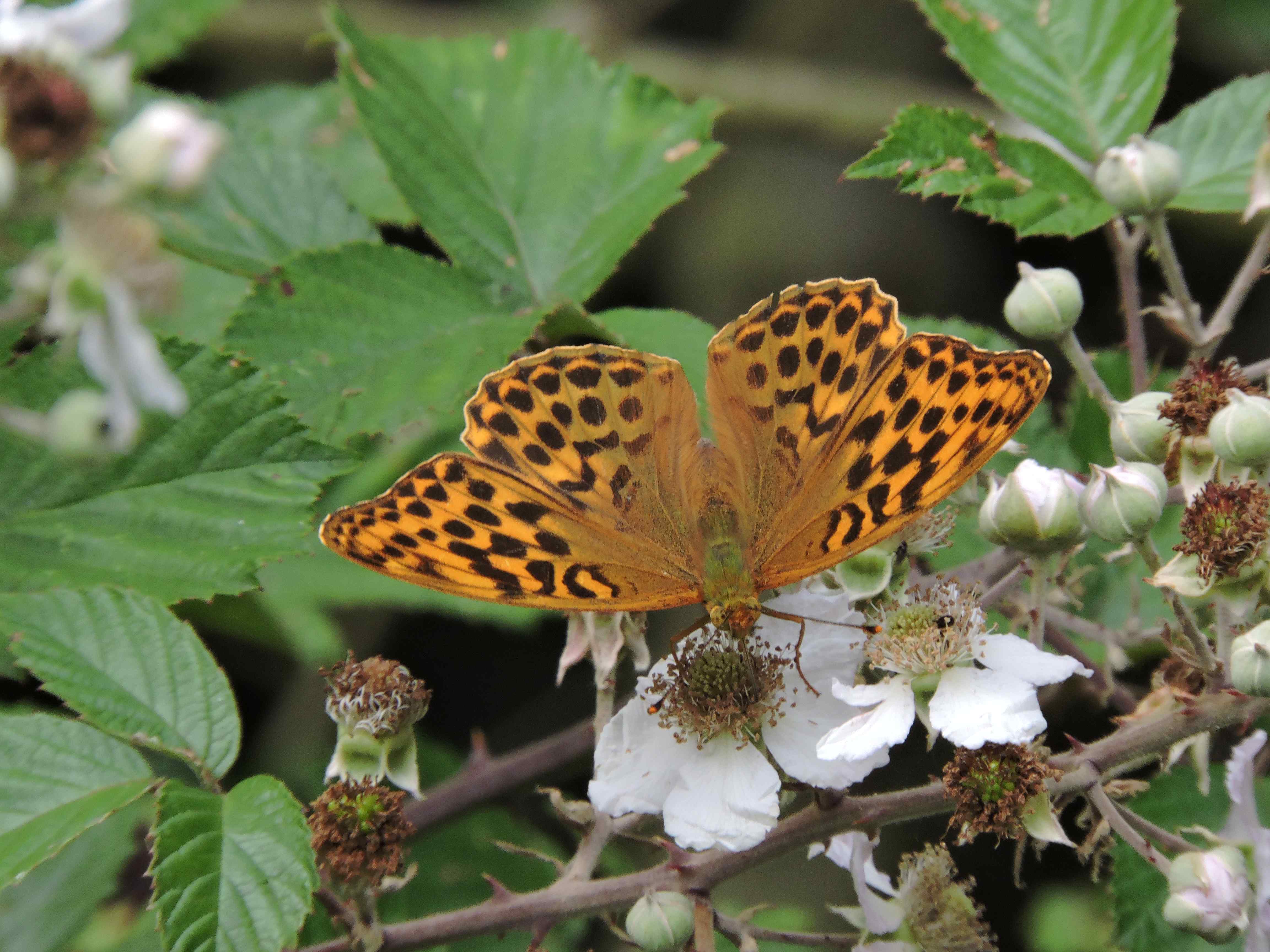 Silver-washed Fritillary