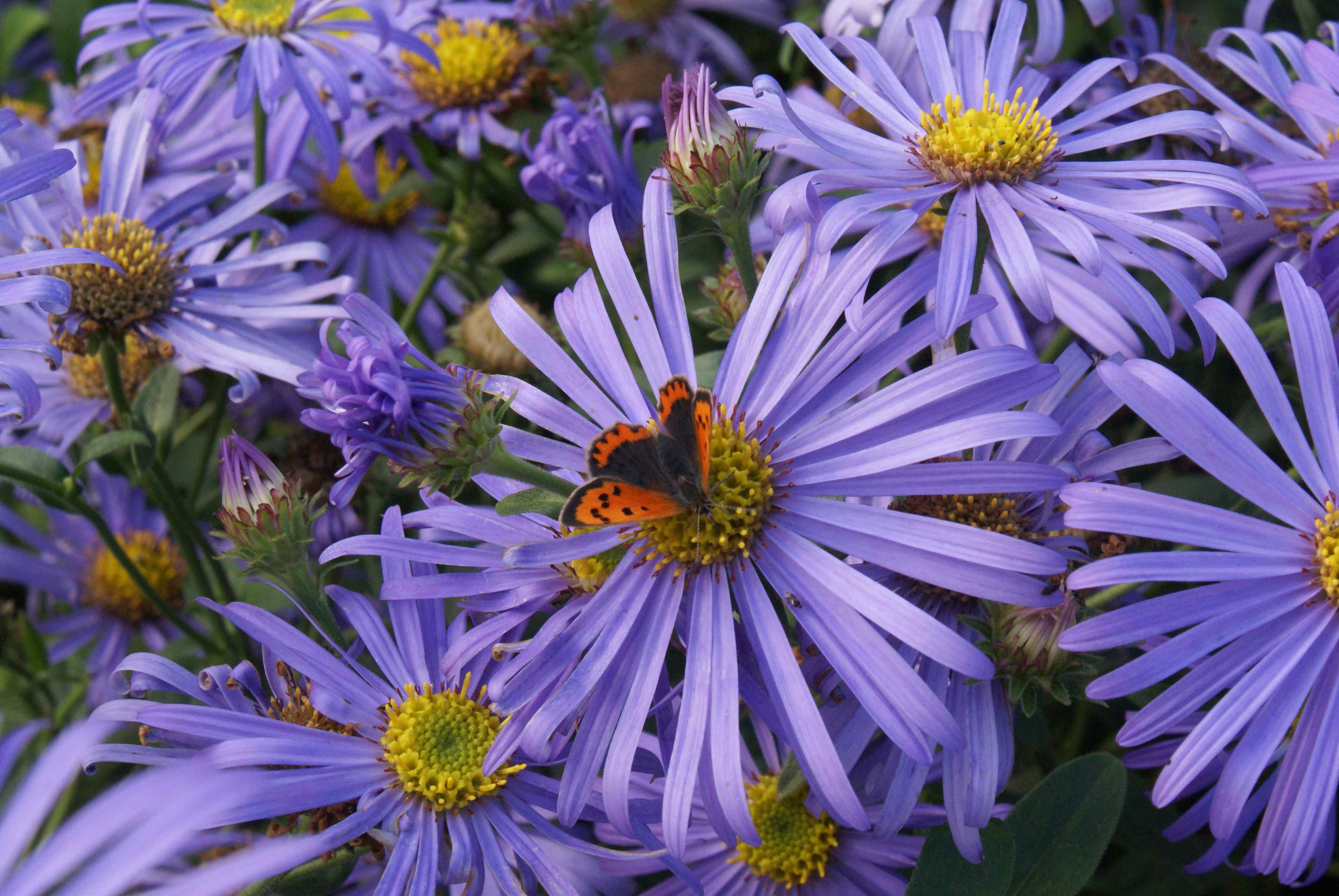 Small Copper