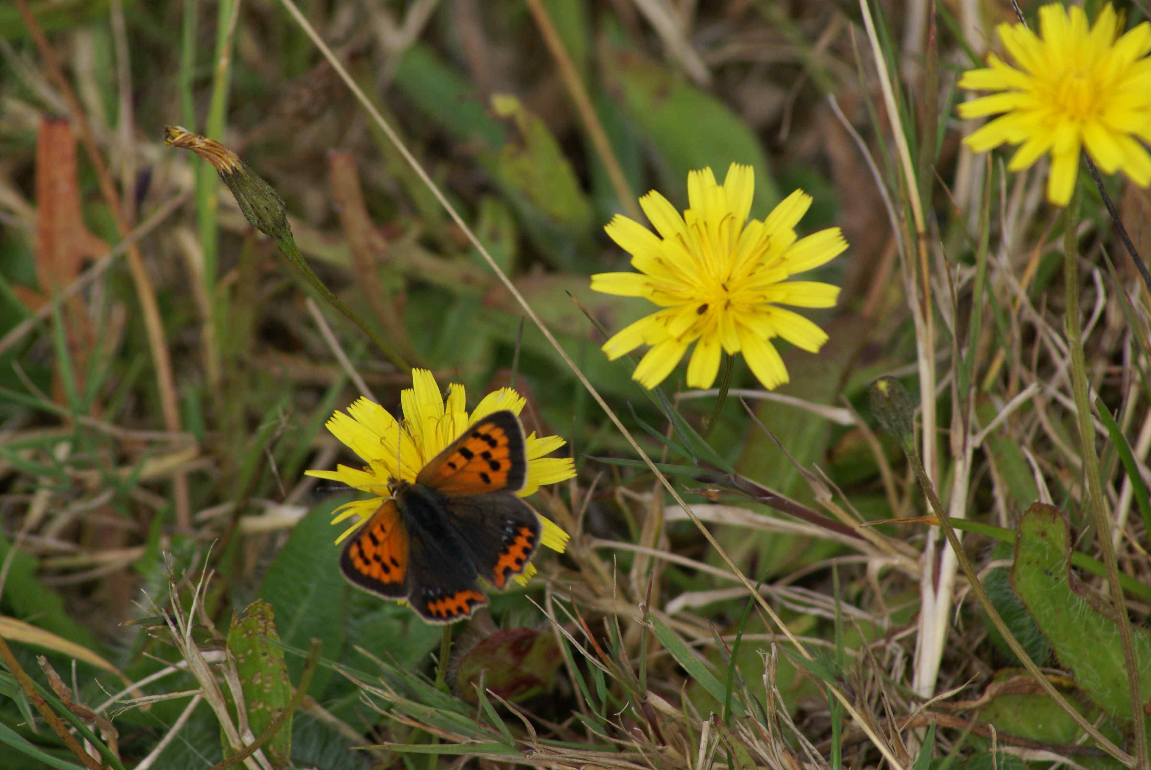 Small Copper