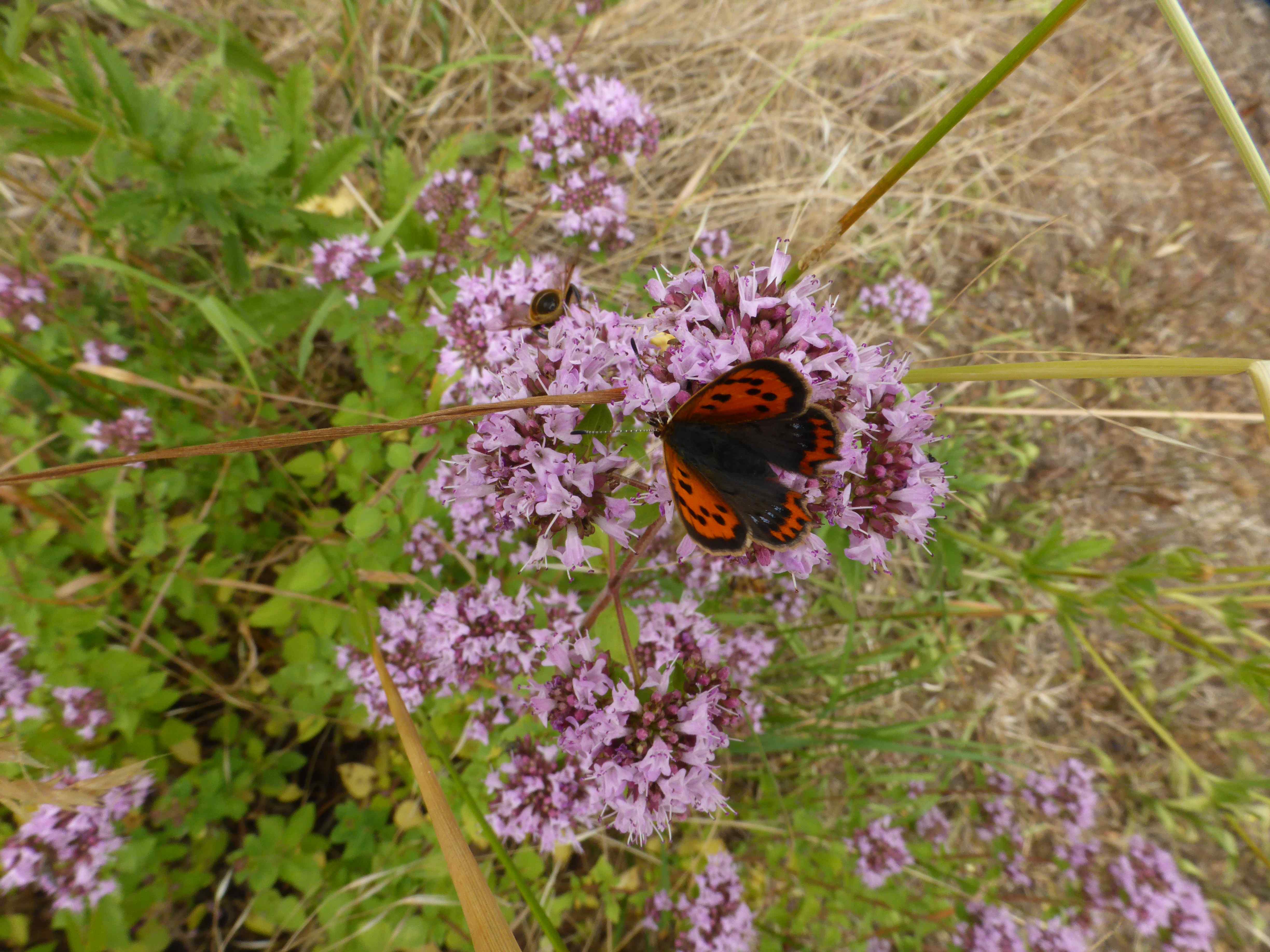 Small Copper on Marjoram.