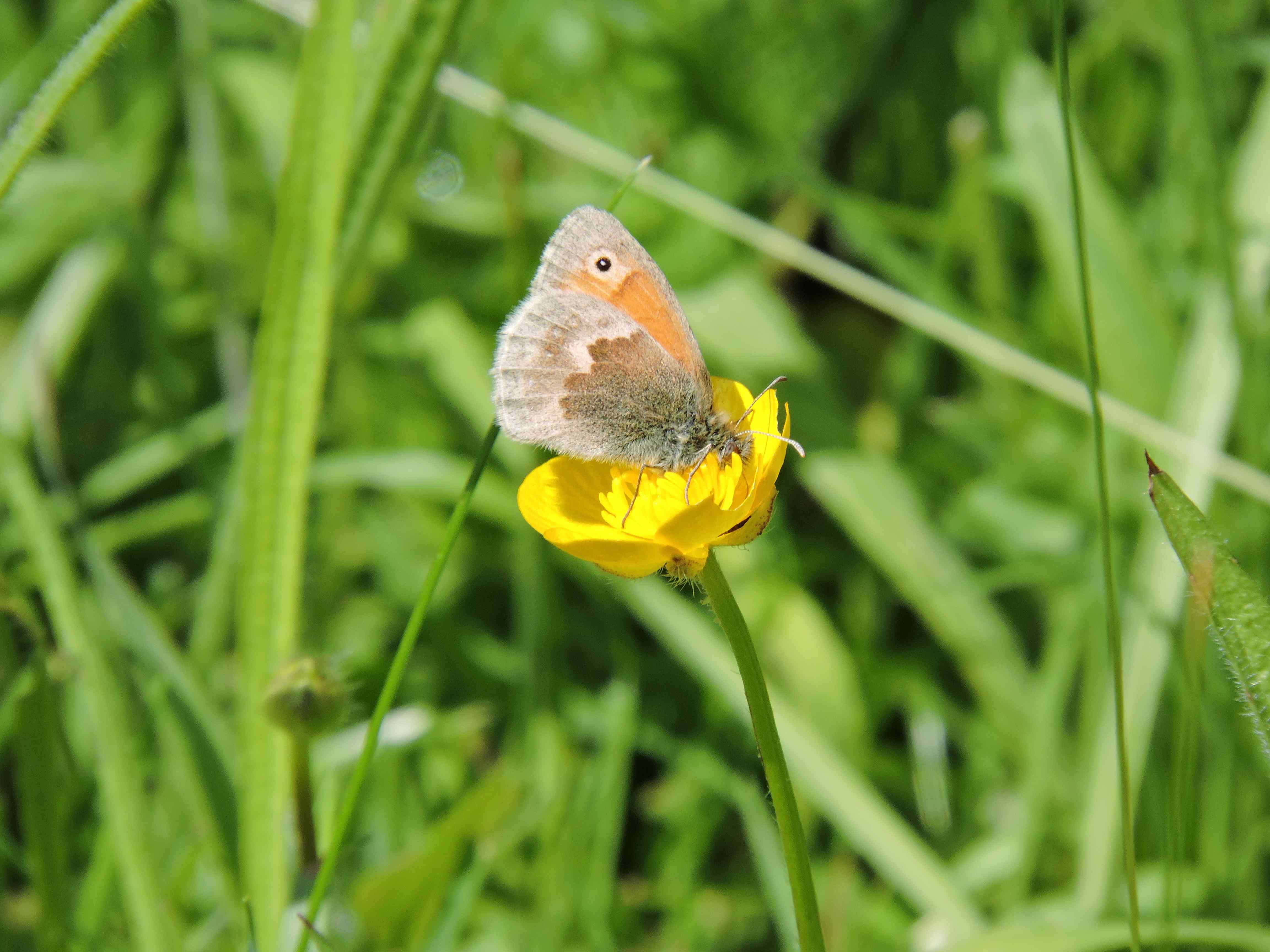 Small Heath