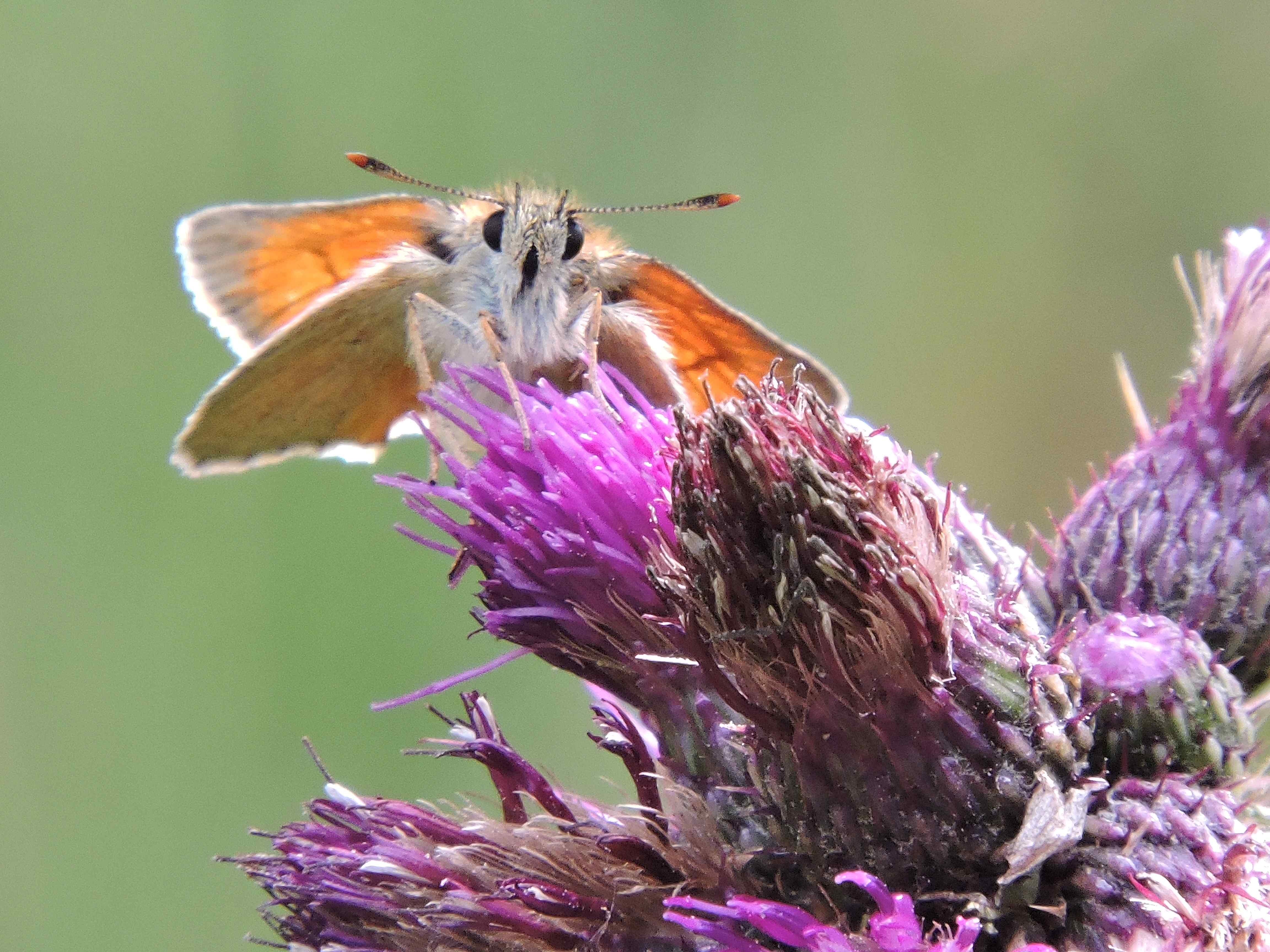 Small Skipper antennae
