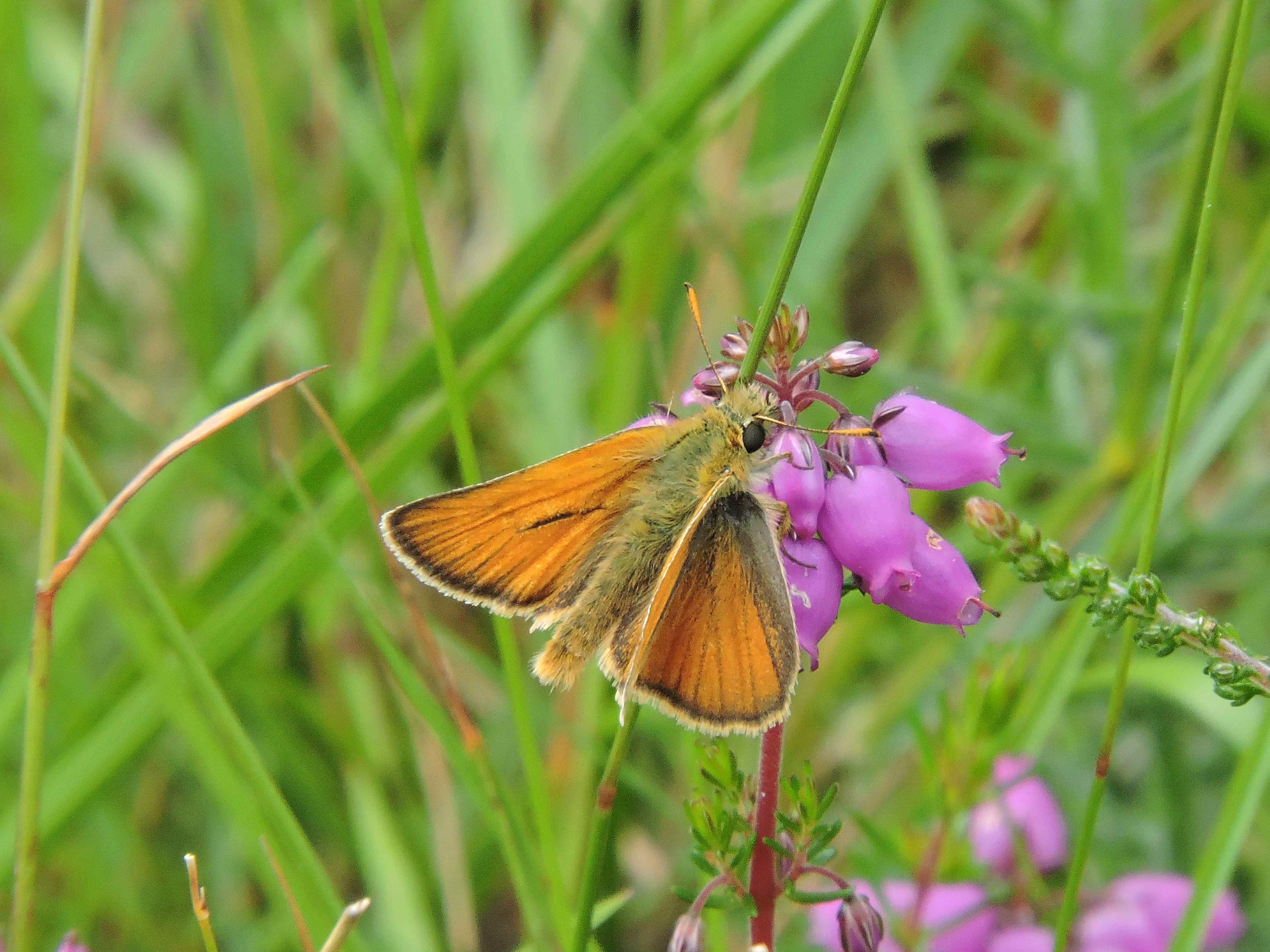 Small Skipper