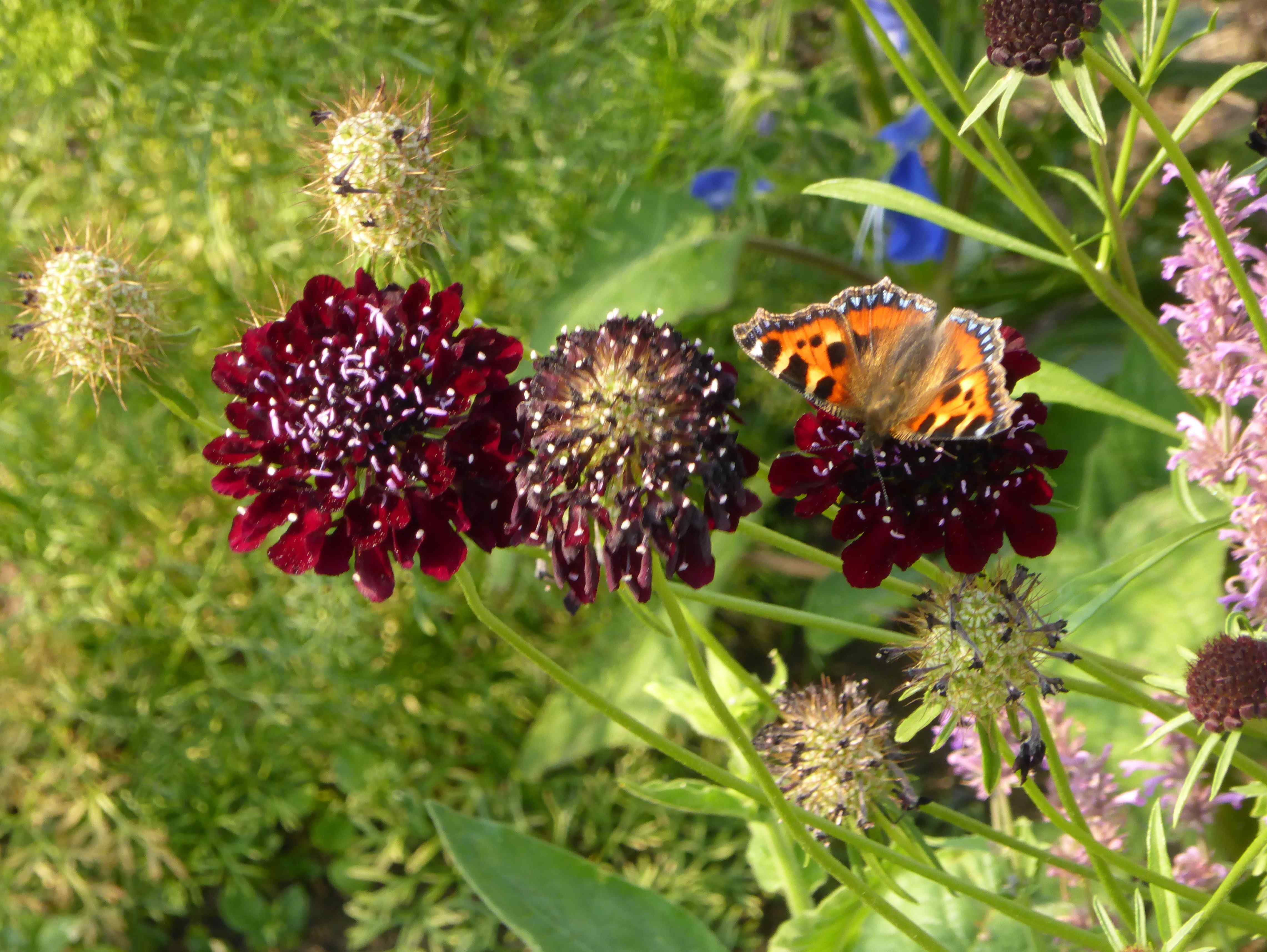 Small Tortoiseshell