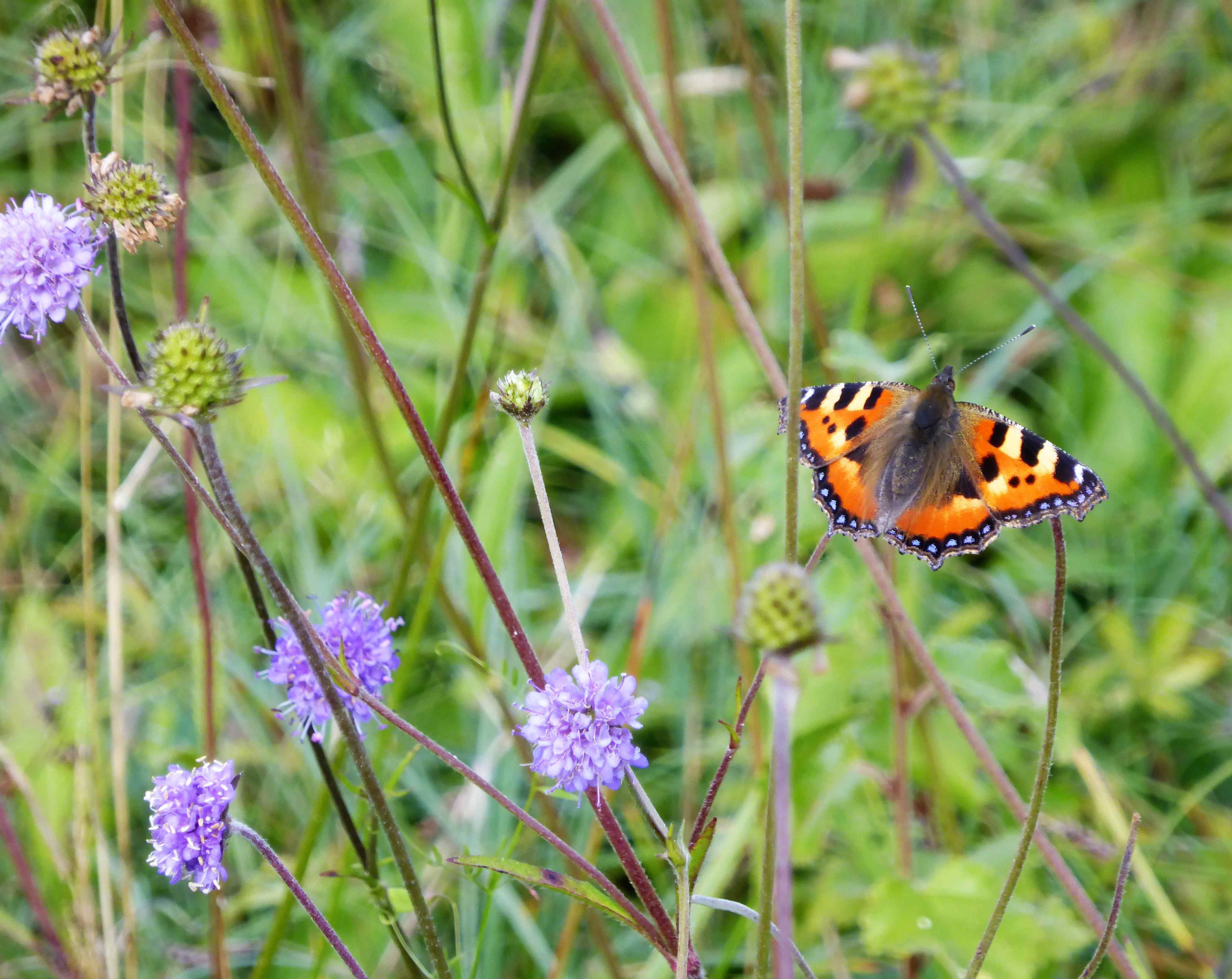 Small Tortoiseshell