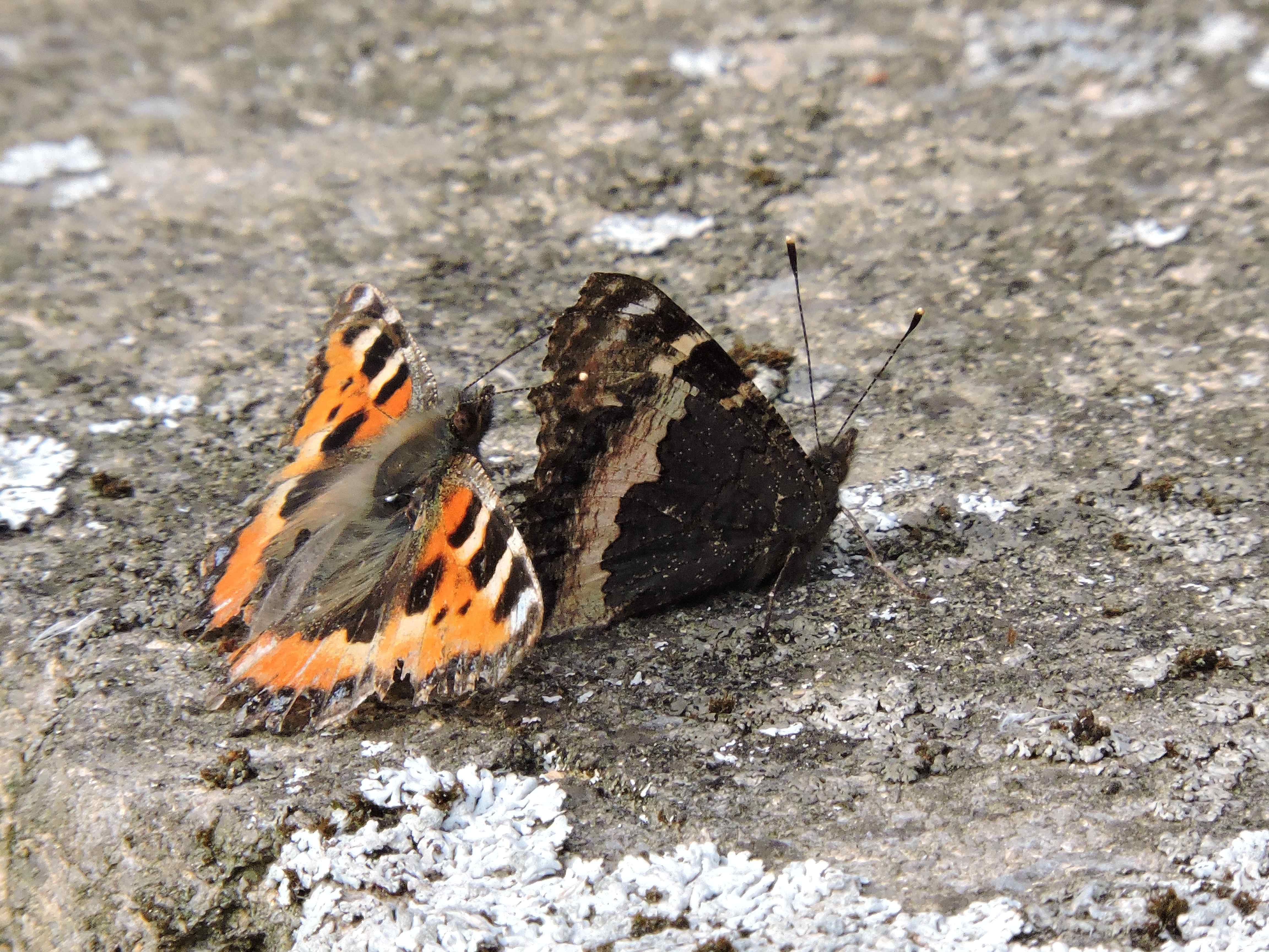 Small Tortoiseshells, one with its wings closed, revealing the cryptic dark underside for camouflage.