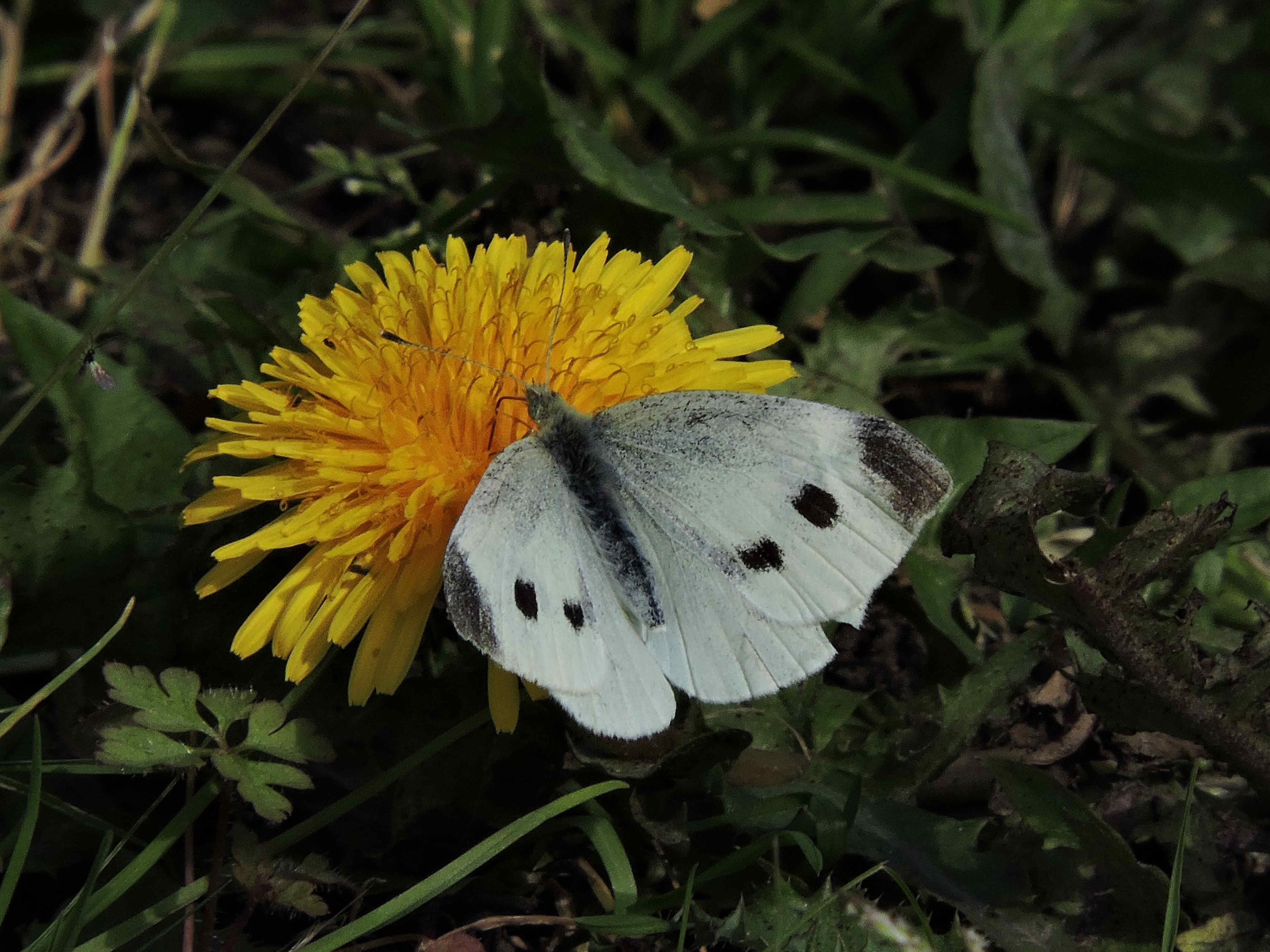 Female Small White