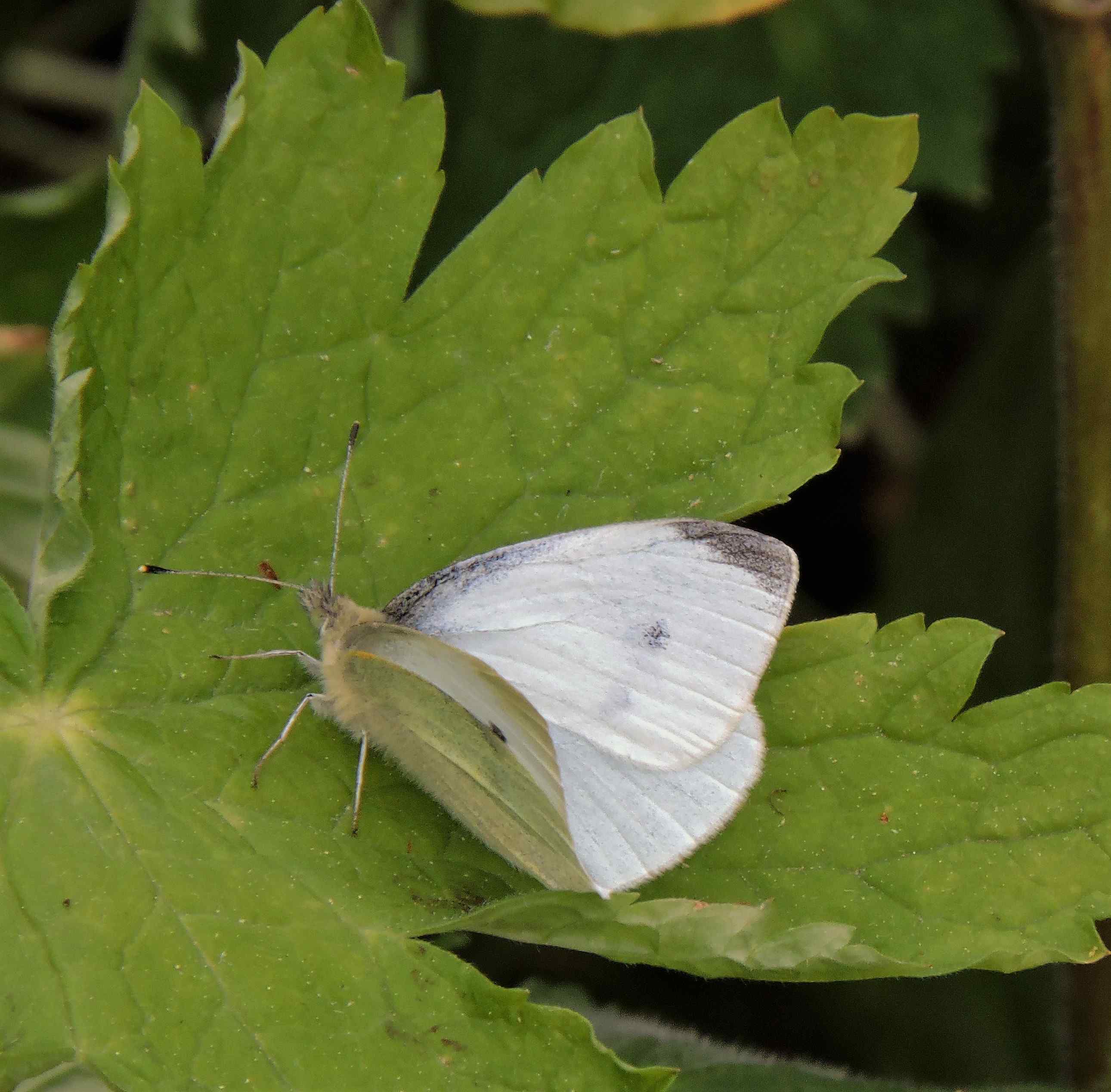 Male Small White