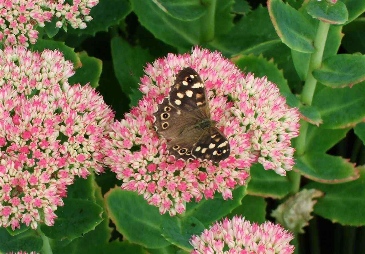 Speckled Wood