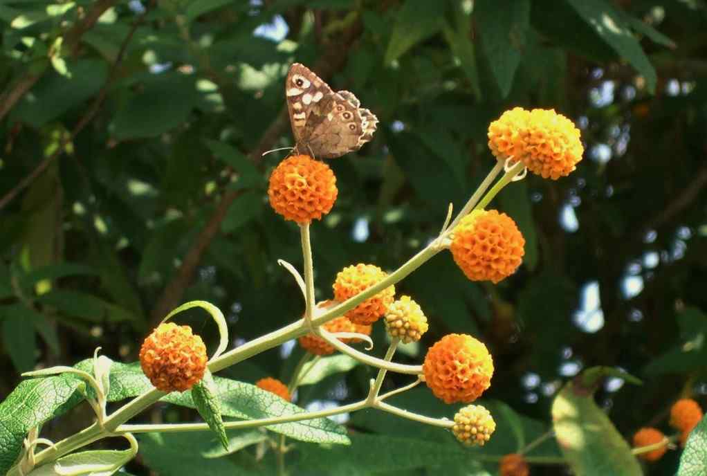 Speckled Wood on b. globosa, the orange ball tree