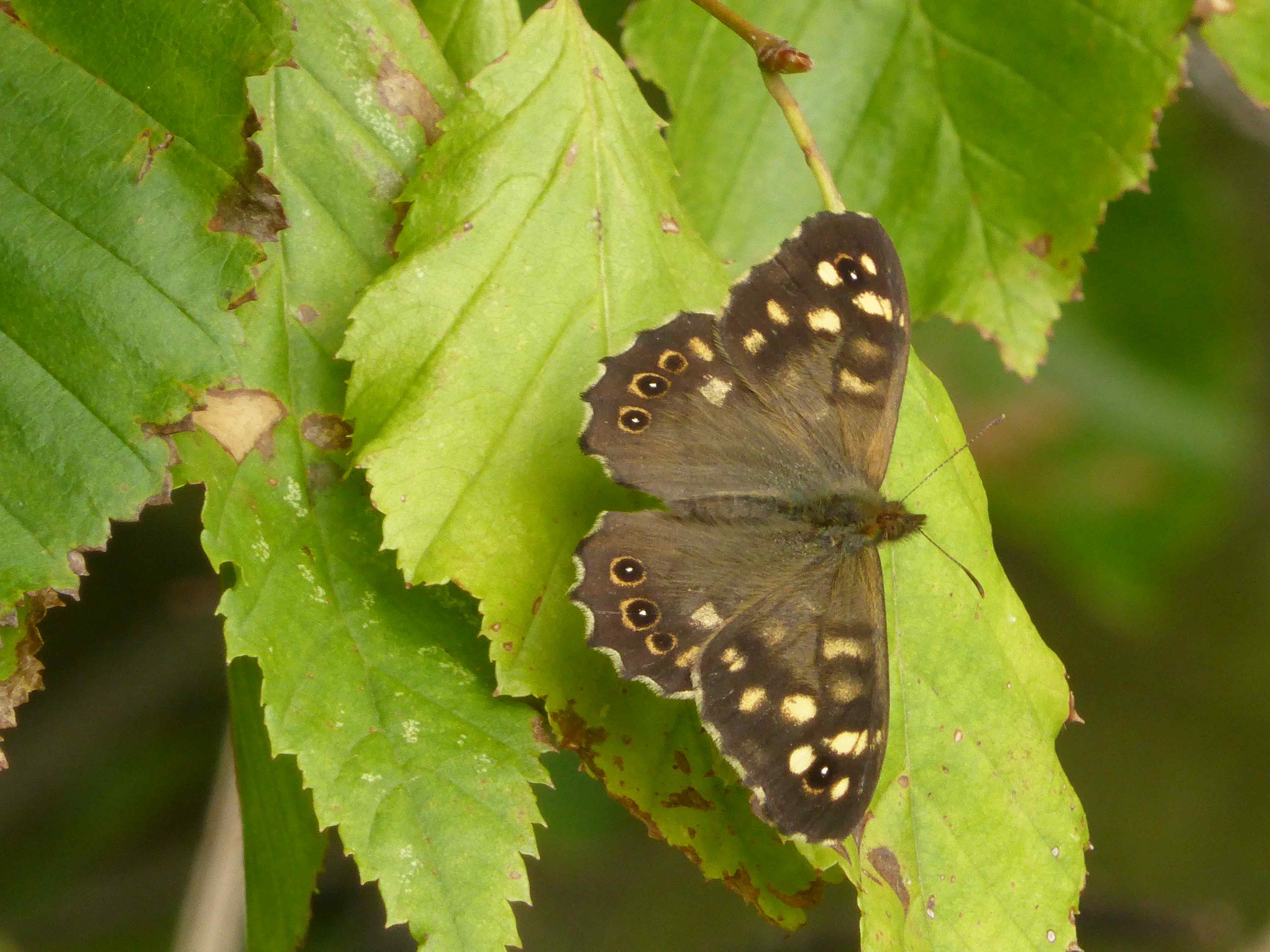 Speckled Wood