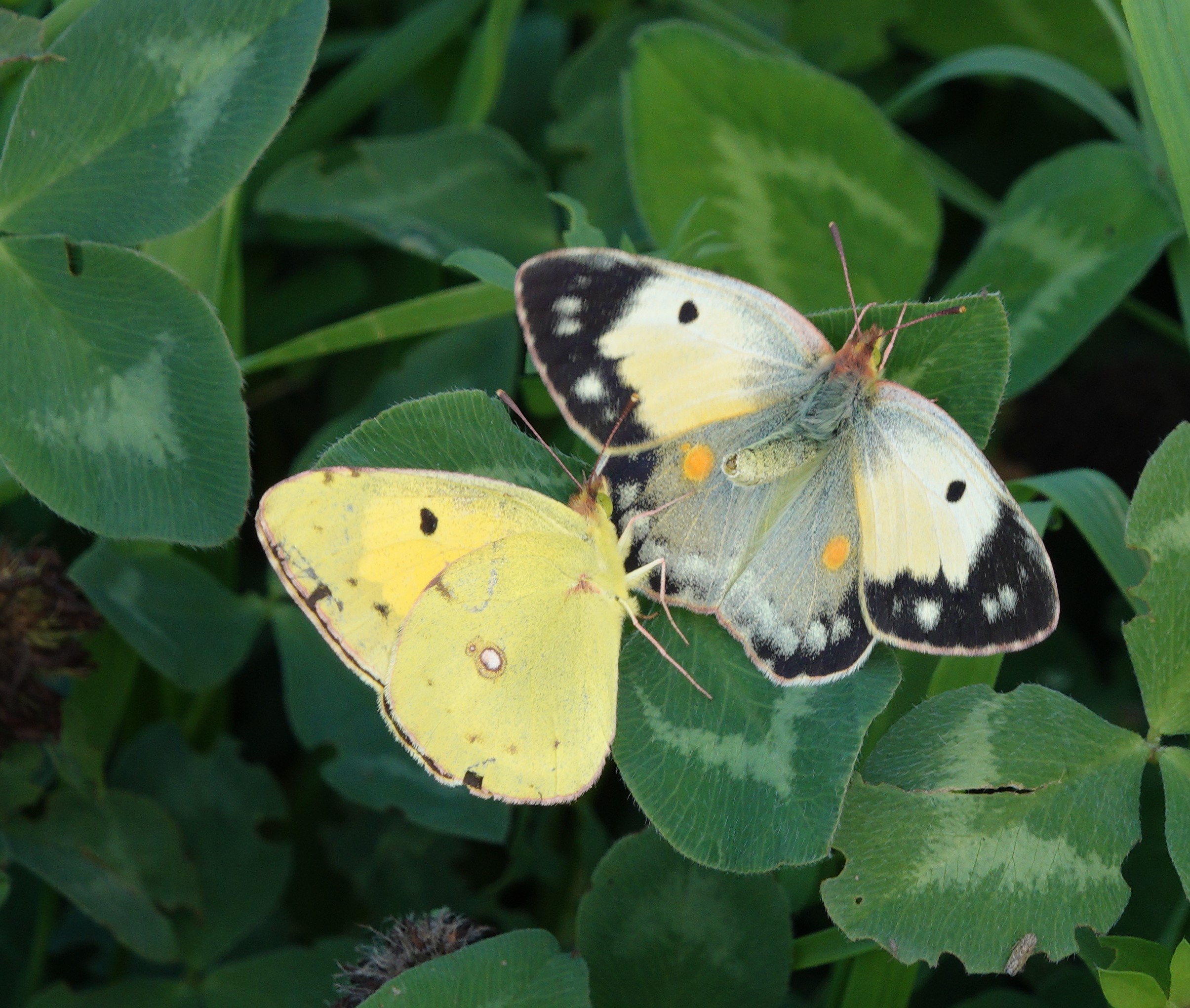 The helice form of the female showing her upperside as she rejects the advances of a male.