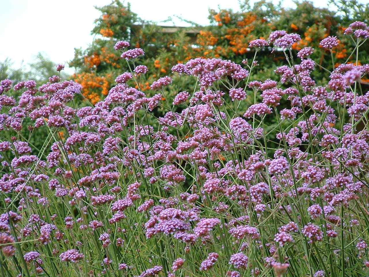 Verbena bonariensis