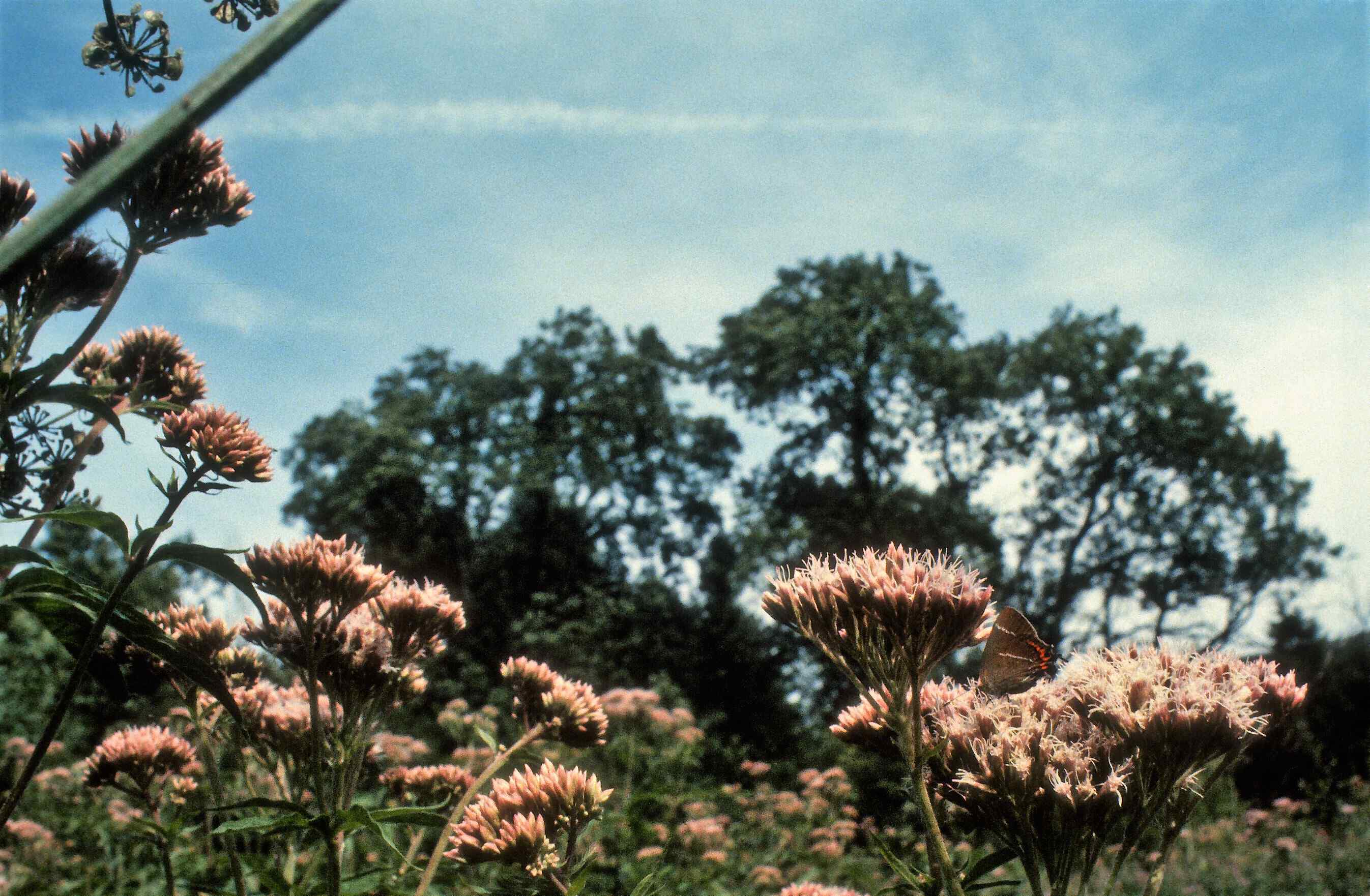 It was in fact the White-letter Hairstreak that first put me on to the merits of this amazing bush-like plant back in the early 80s when I came across a strong colony of the butterfly feasting on clump after clump of these giant herbaceous perennials in an elm woodland. Since then I have found that most butterflies give this unusual plant a high priority on their nectaring choices.