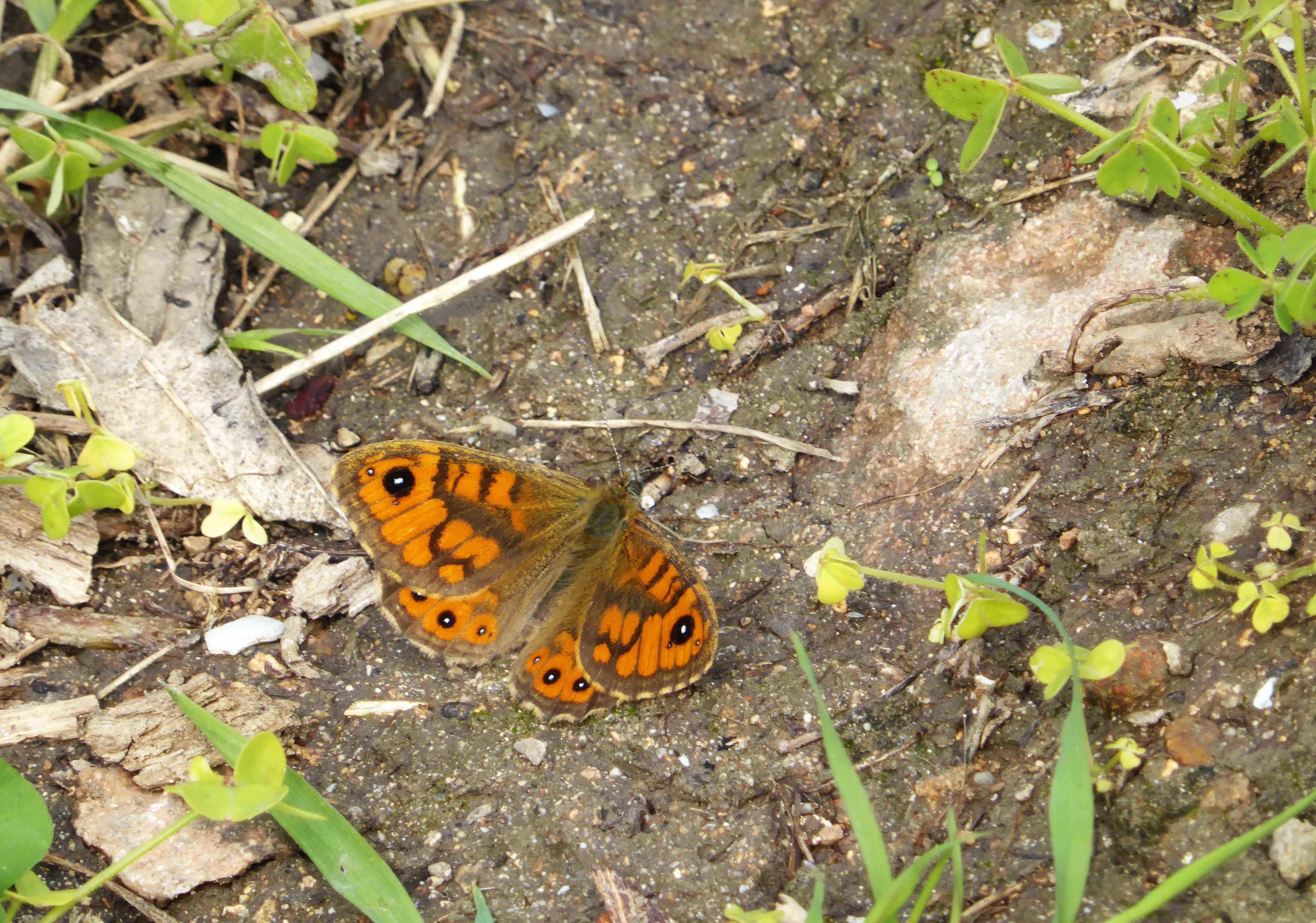 The Wall Brown gets it's name from its delight of sunning itself on walls, rocks, paths, etc. and is more energetic than the typical bobbing, leisurely nature of most of the Browns.